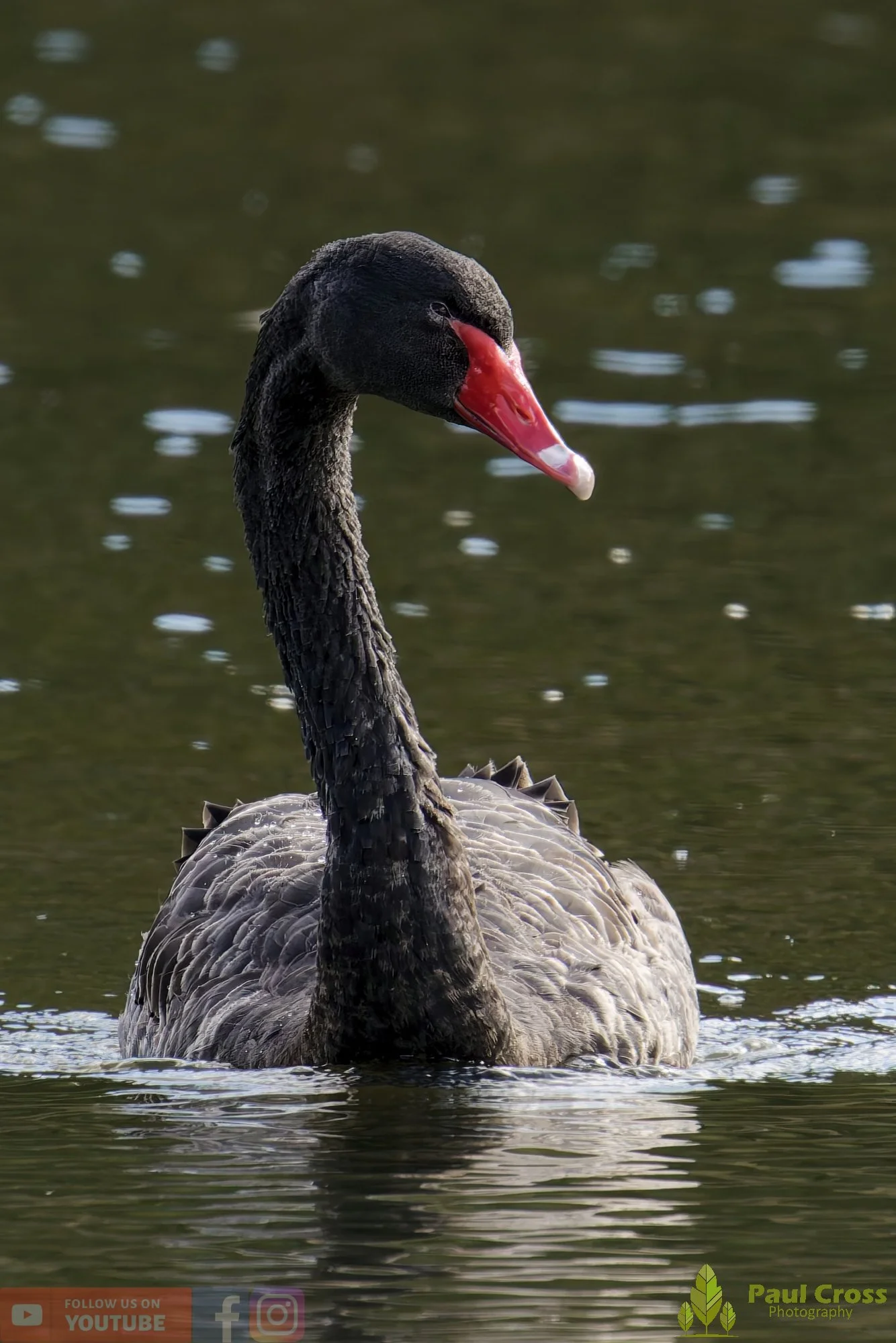 Black Swan-00009.jpg