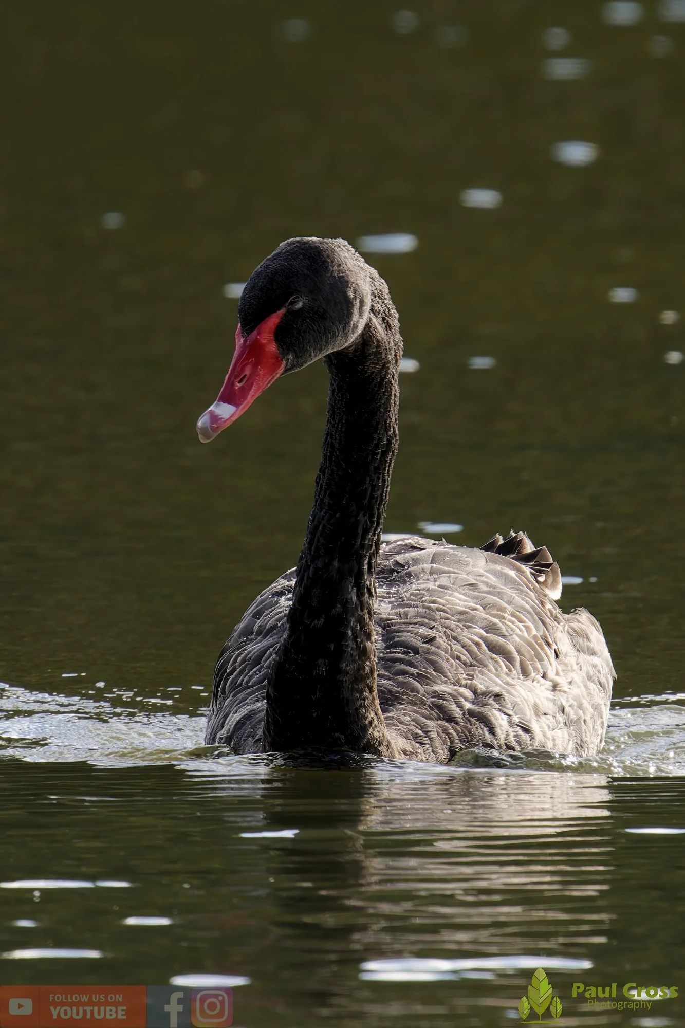 Black Swan-00010.jpg