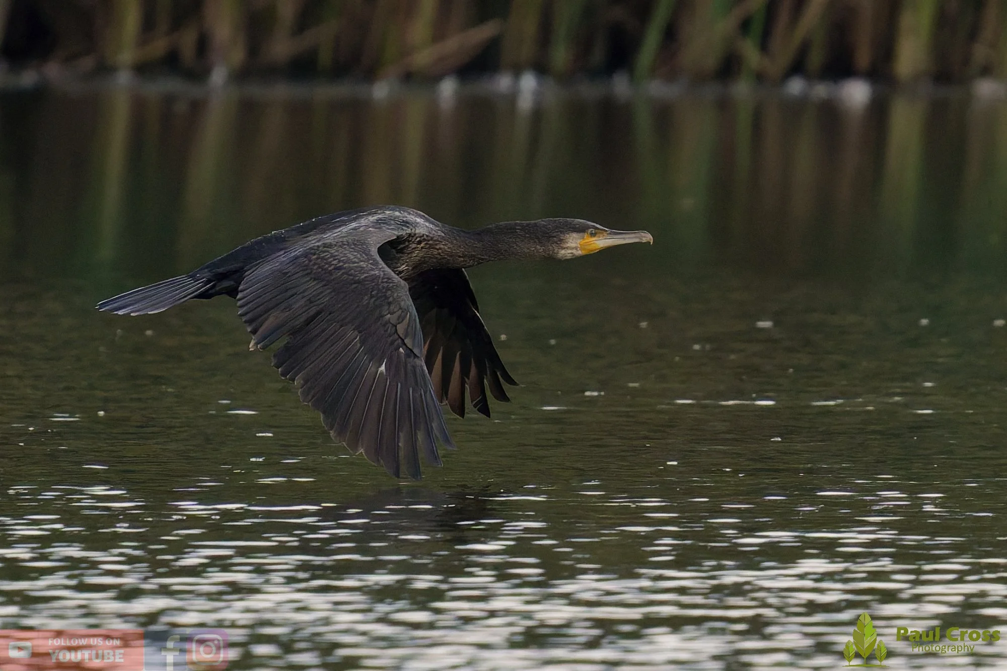 Cormorant-00310.jpg