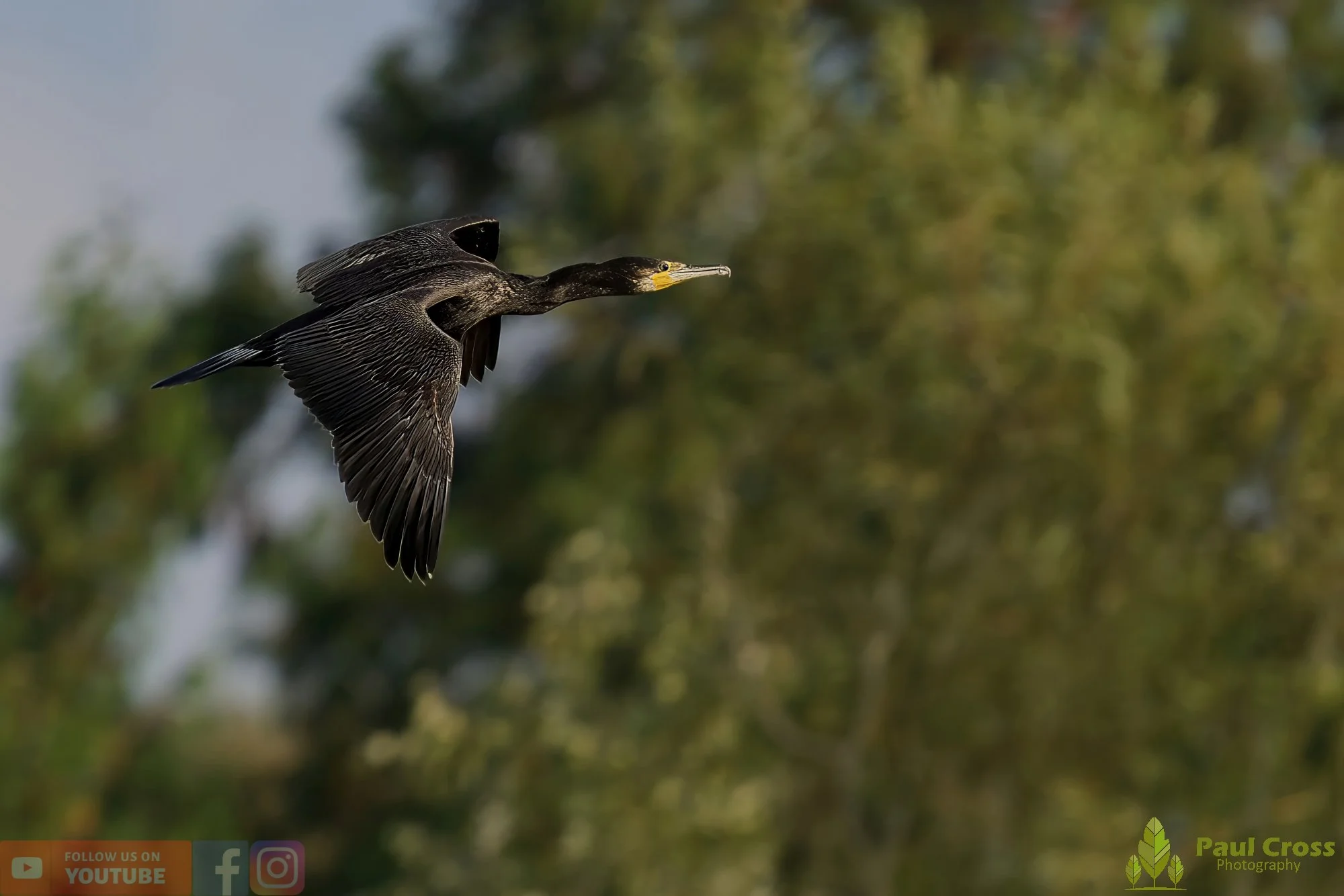 Cormorant-00319.jpg