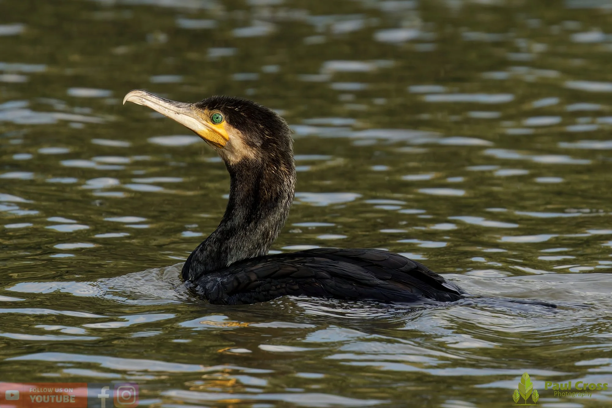 Cormorant-00321.jpg