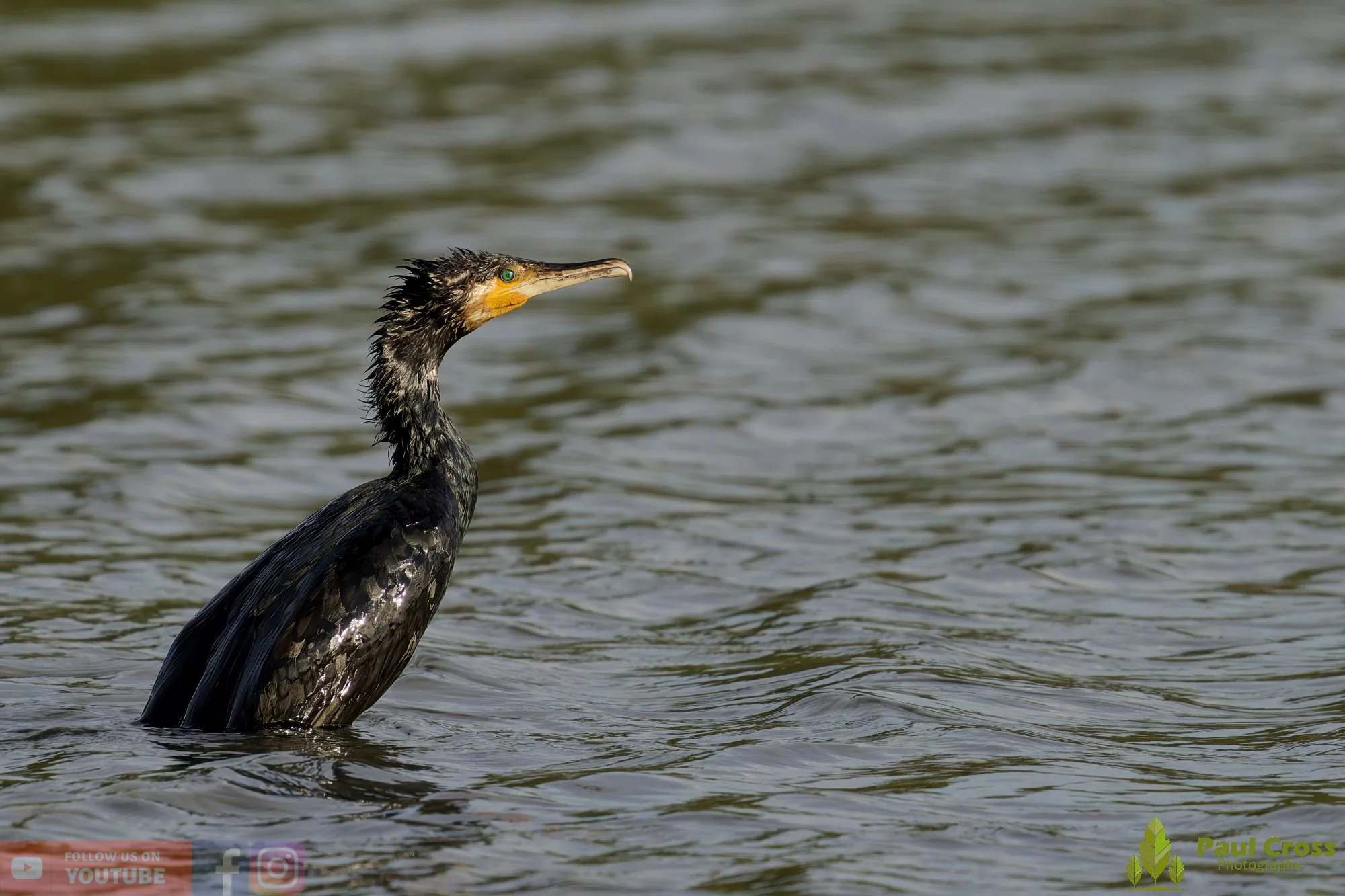Cormorant-00324.jpg