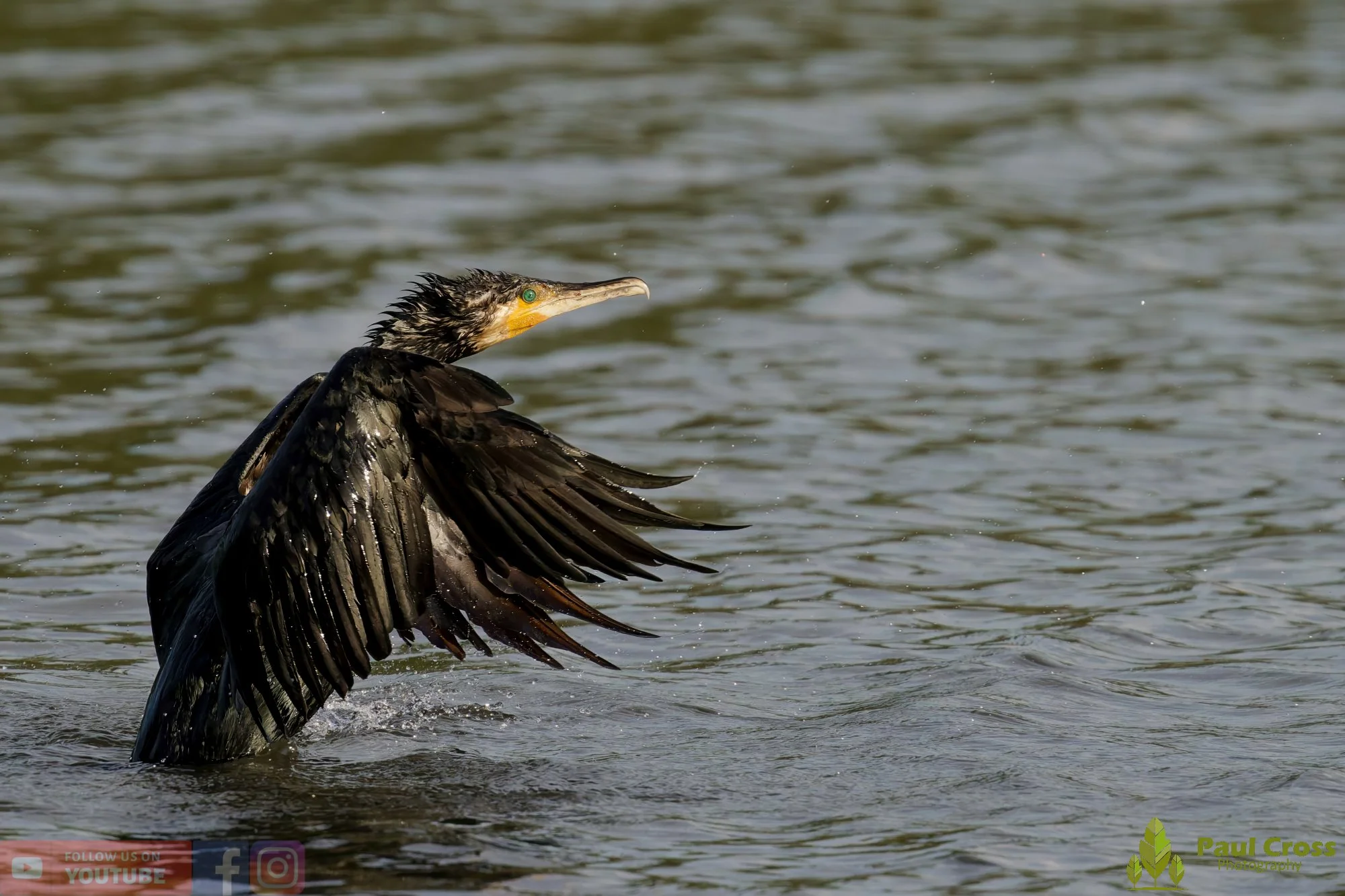 Cormorant-00325.jpg