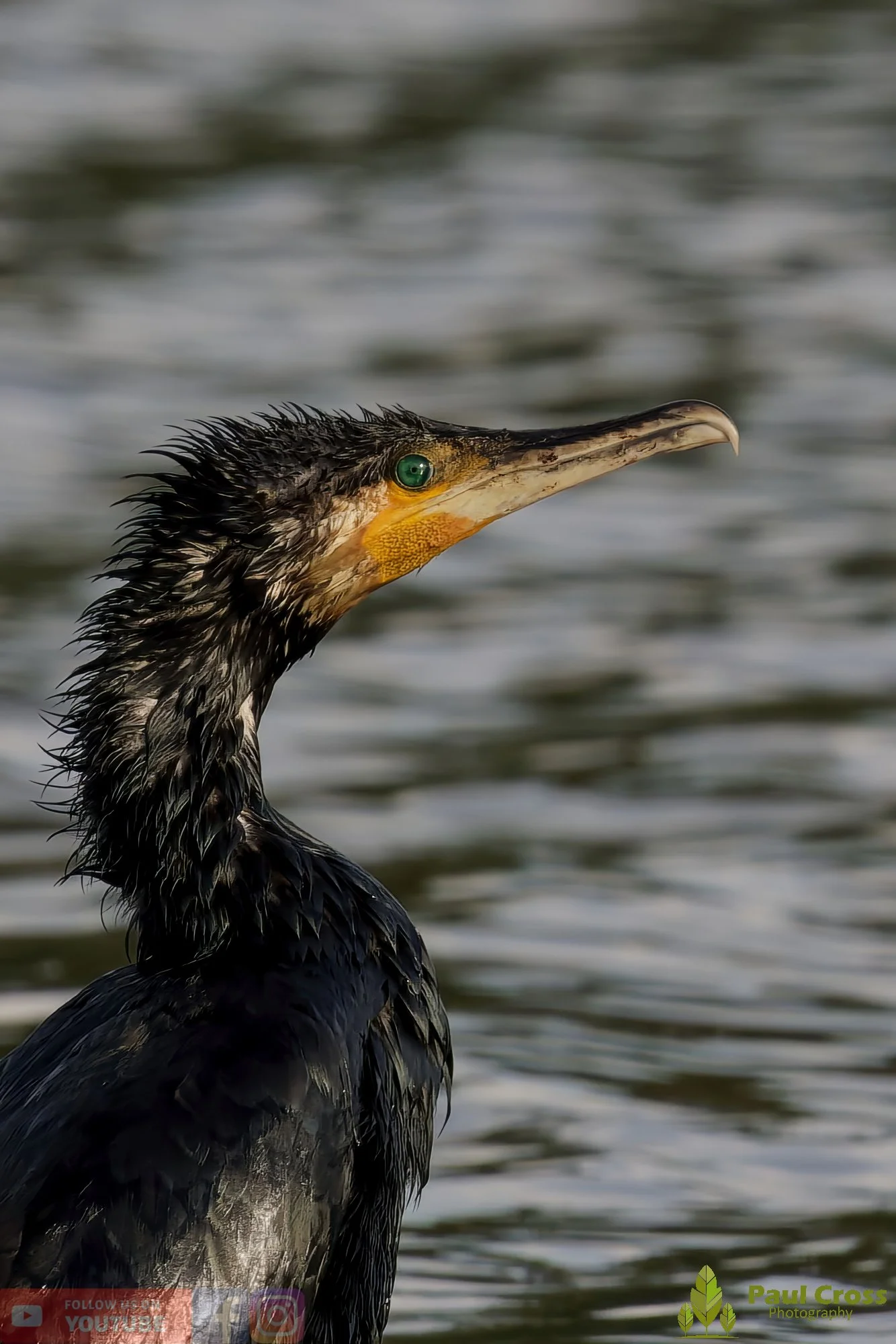 Cormorant-00329.jpg