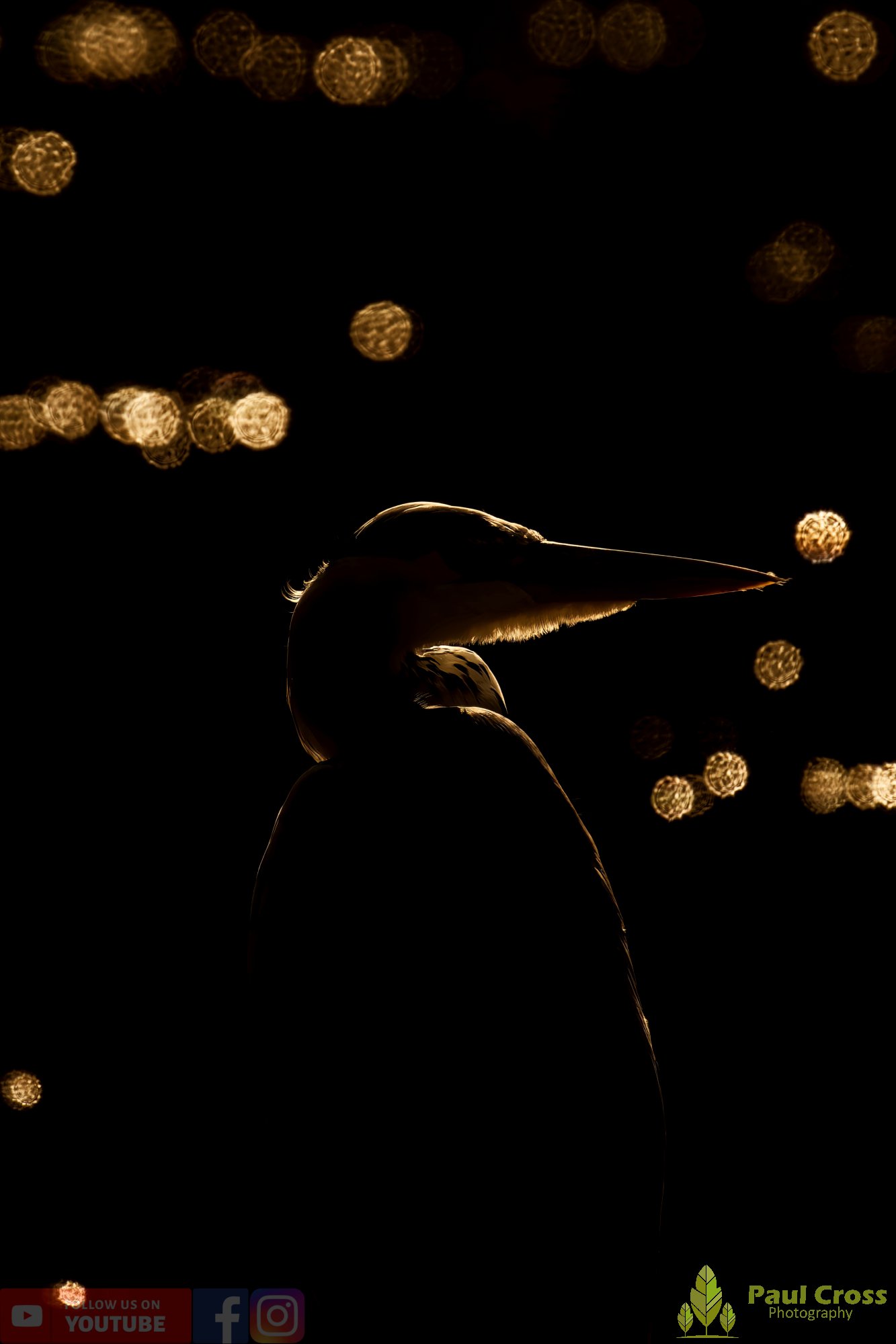 Grey Heron-00628.jpg