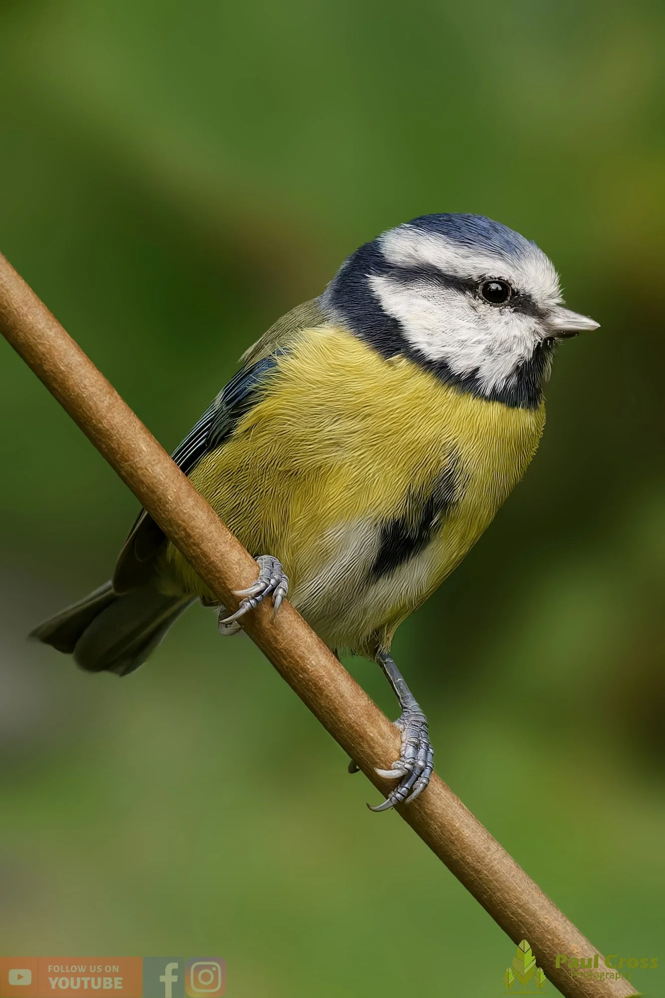 Blue Tit-00899.jpg