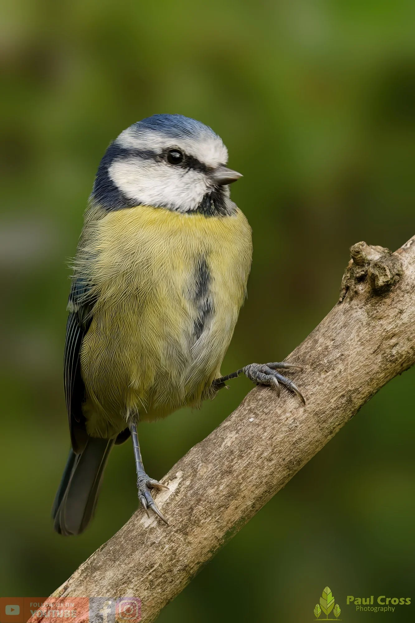 Blue Tit-00900.jpg