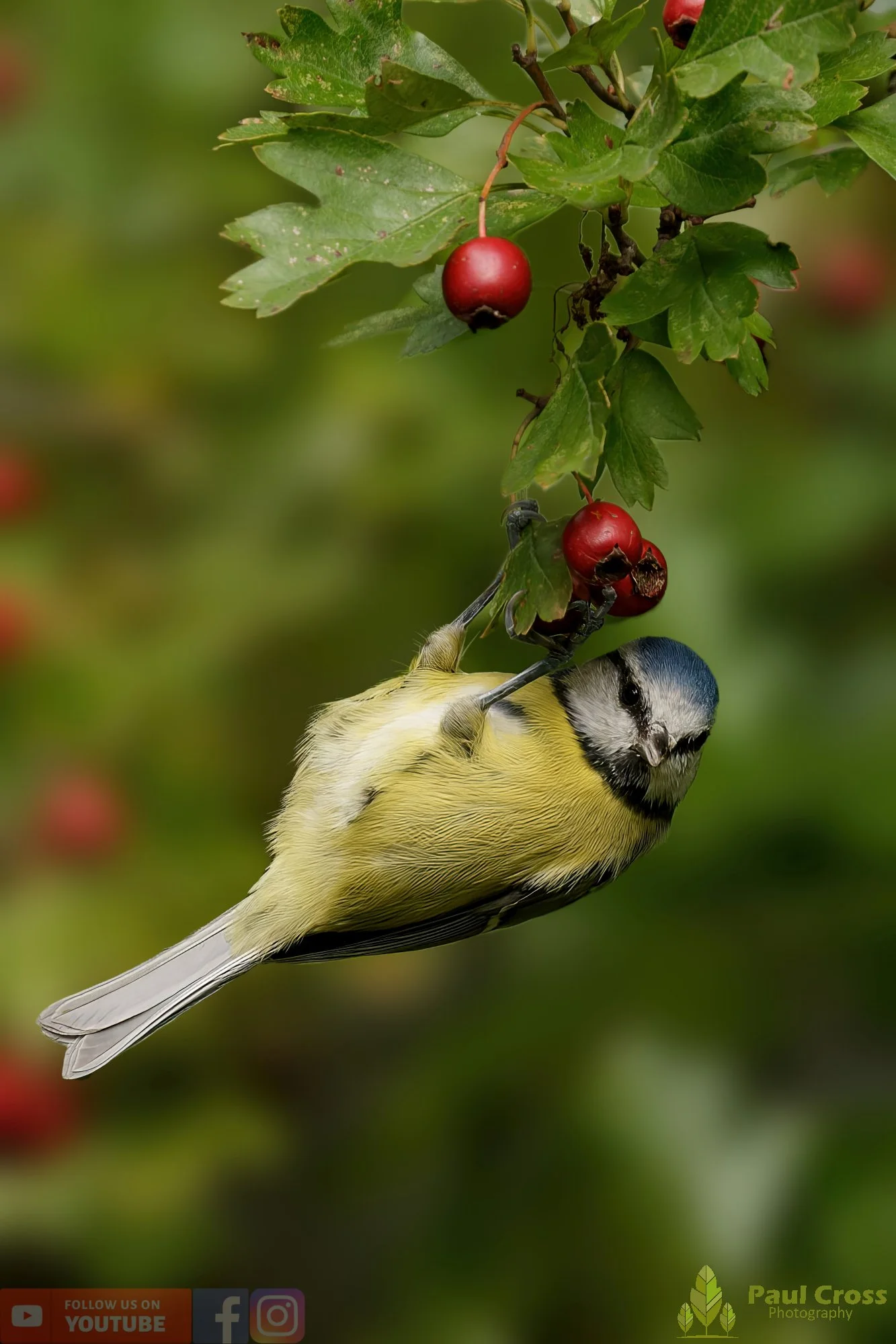 Blue Tit-00903.jpg