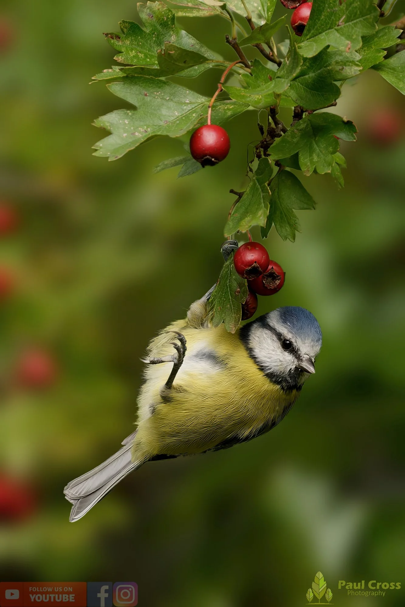 Blue Tit-00904.jpg