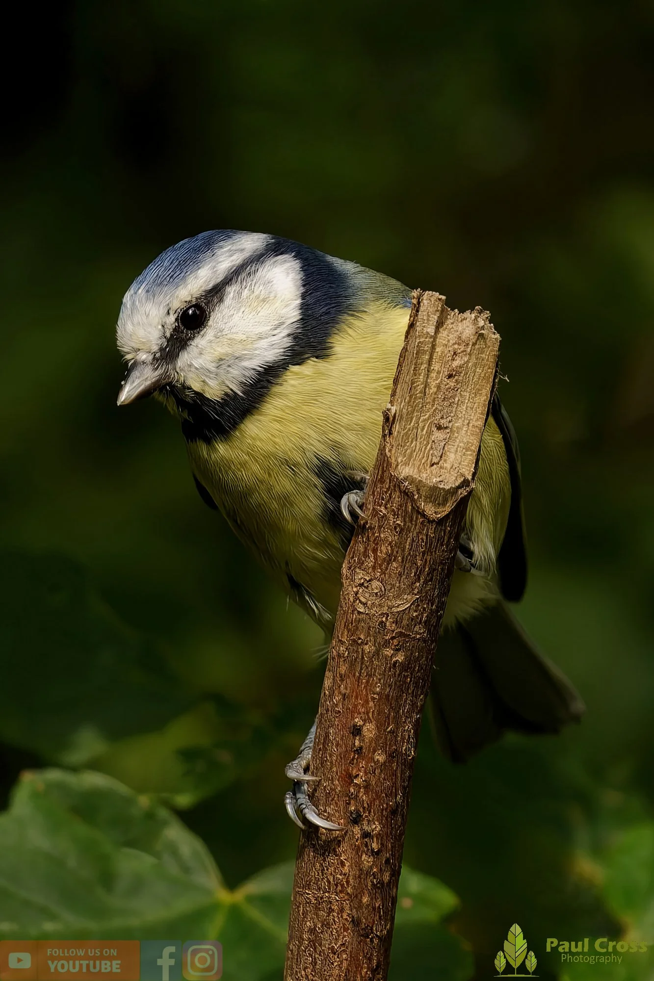 Blue Tit-00905.jpg