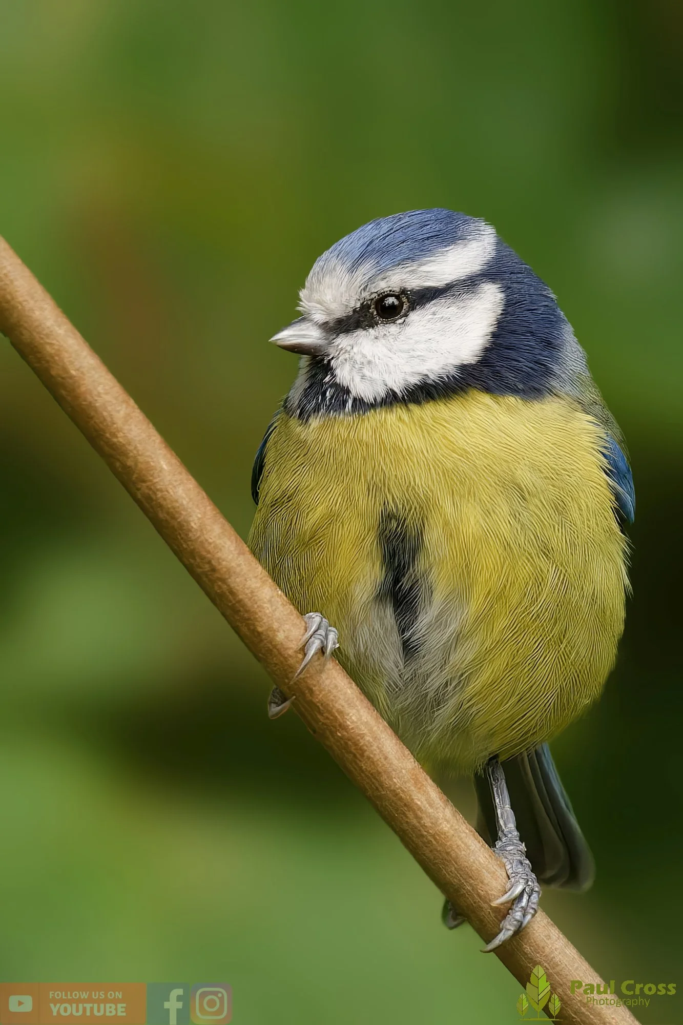 Blue Tit-00907.jpg