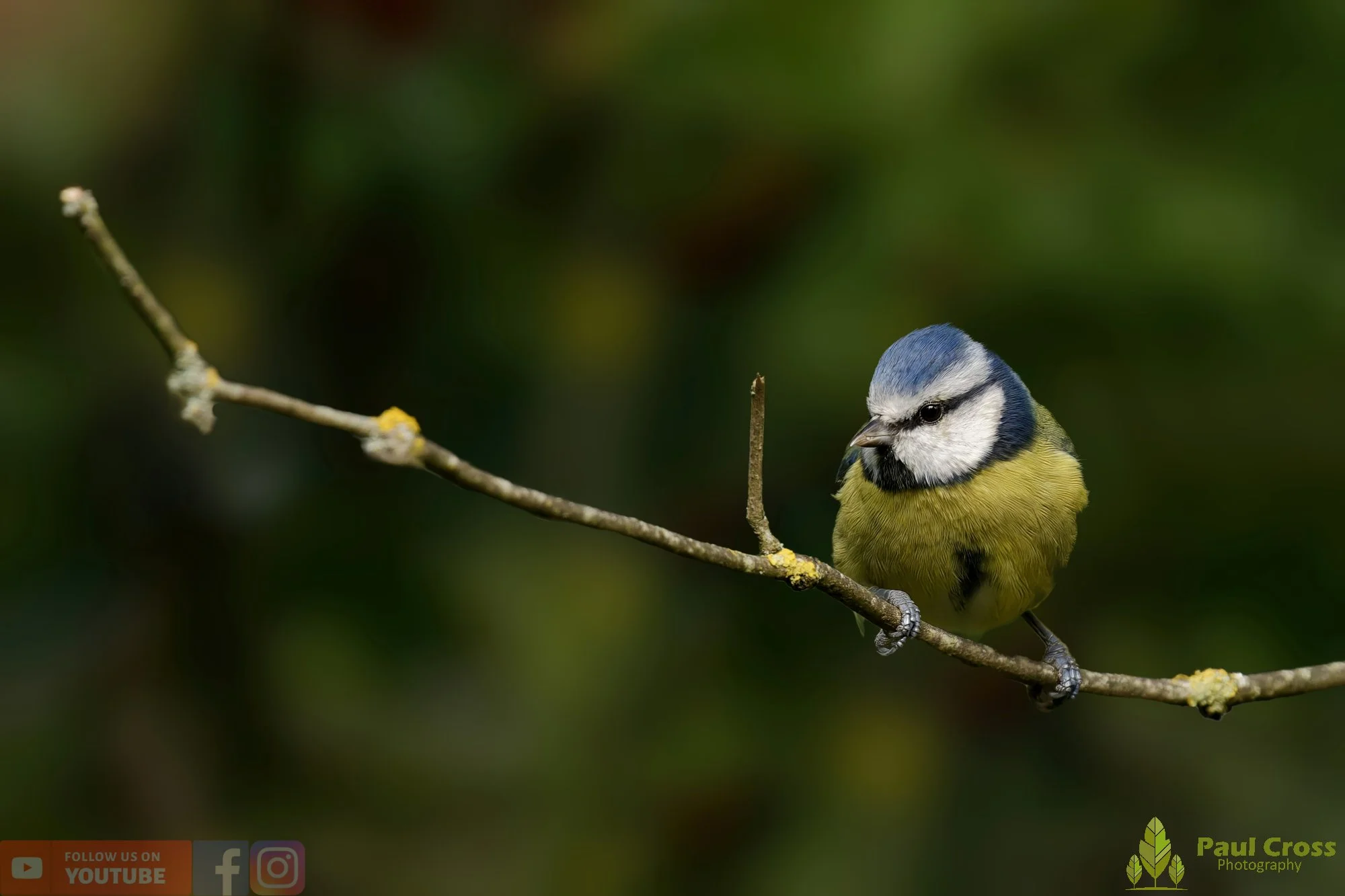 Blue Tit-00911.jpg