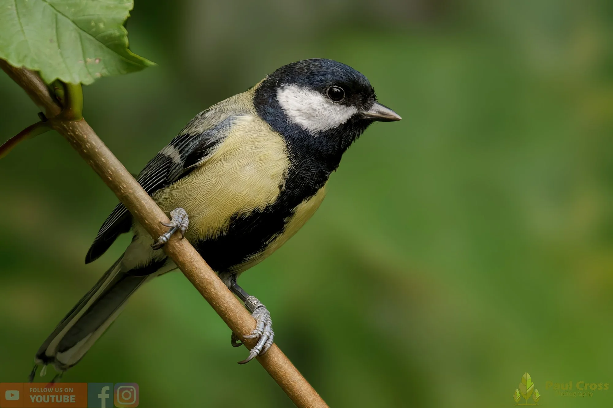 Great Tit-00284.jpg