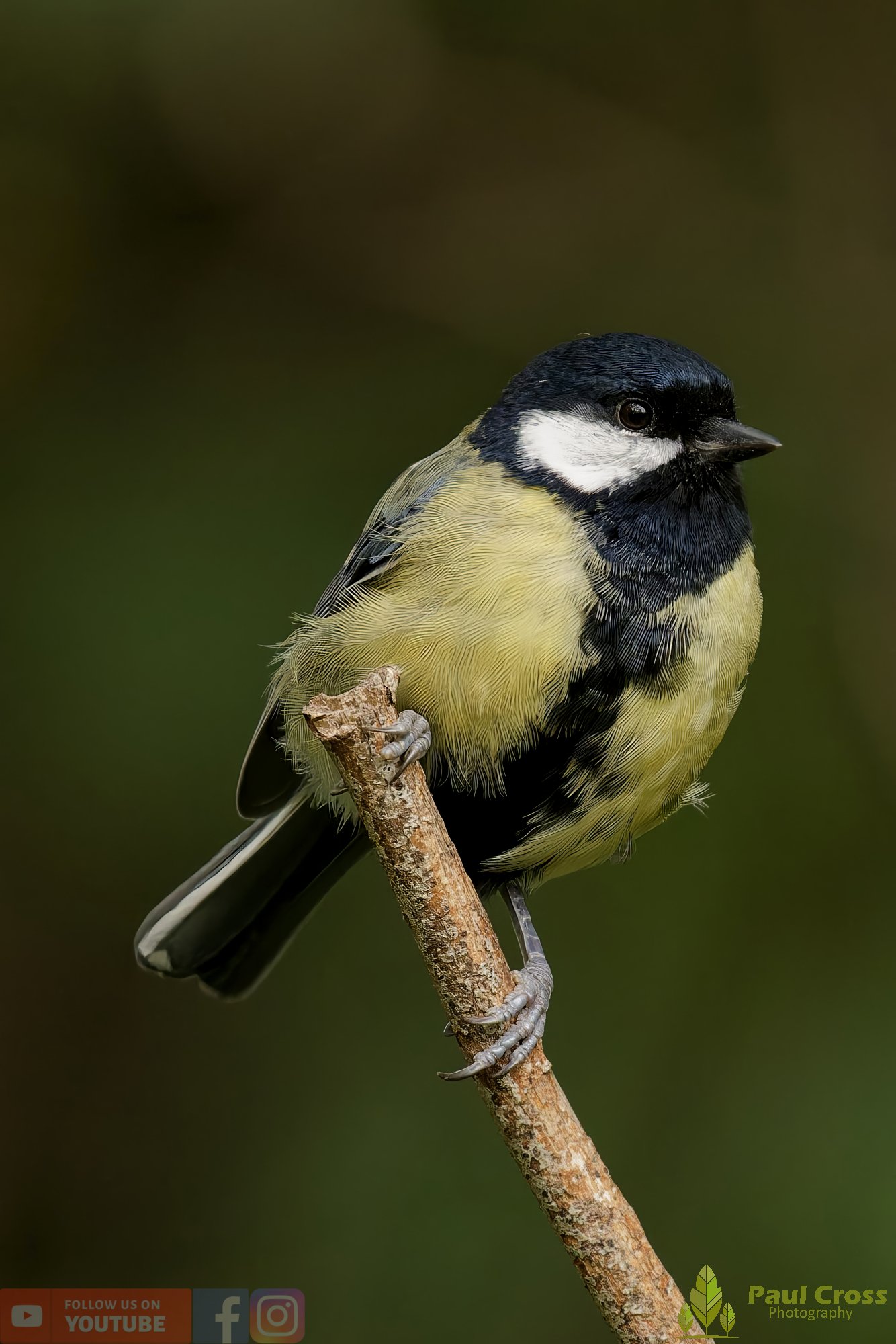 Great Tit-00285.jpg