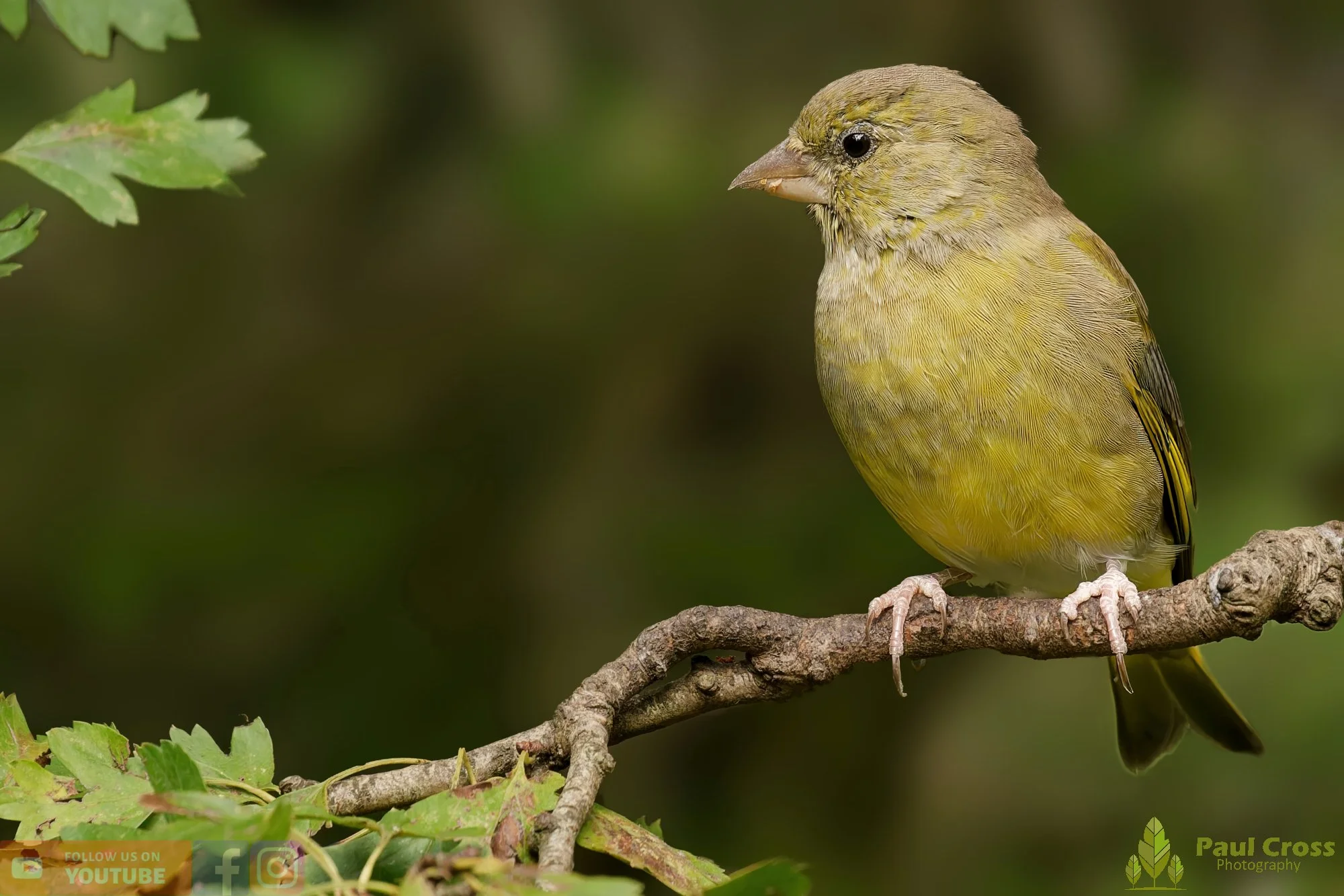 Greenfinch-00086.jpg