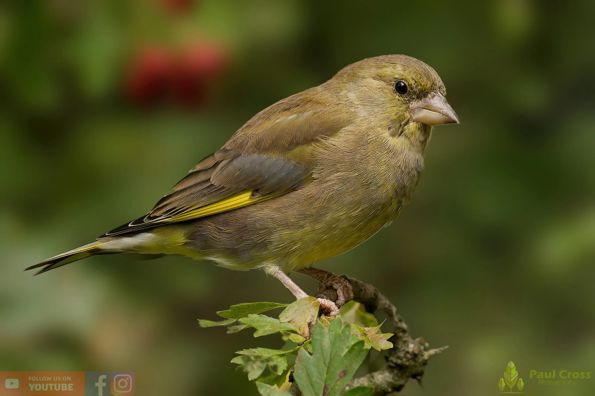 Greenfinch-00087.jpg