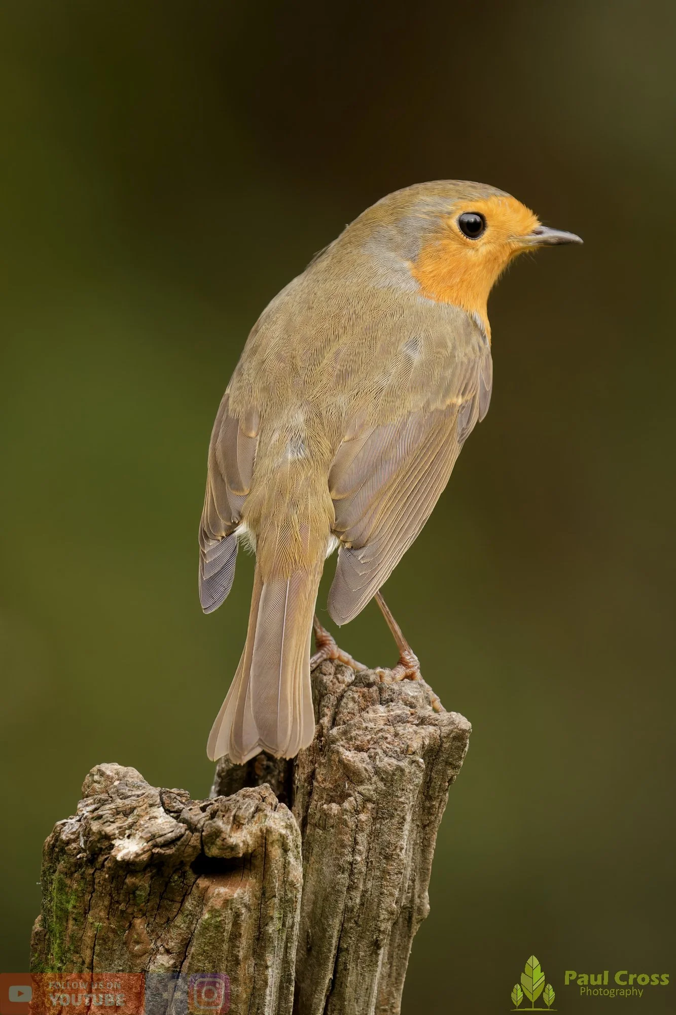 Robin-00288.jpg