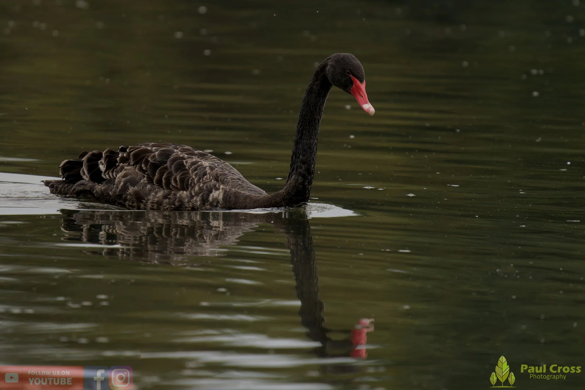 Black Swan-00011.jpg