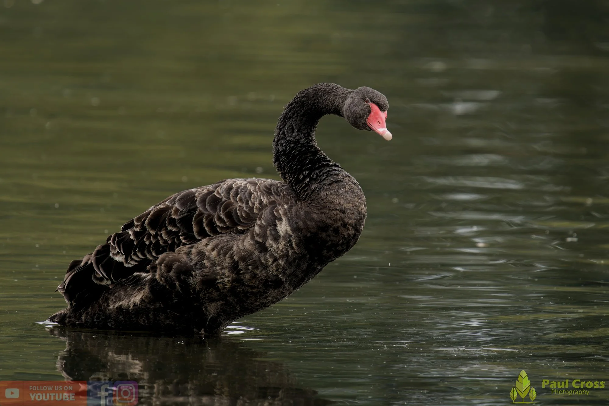 Black Swan-00012.jpg