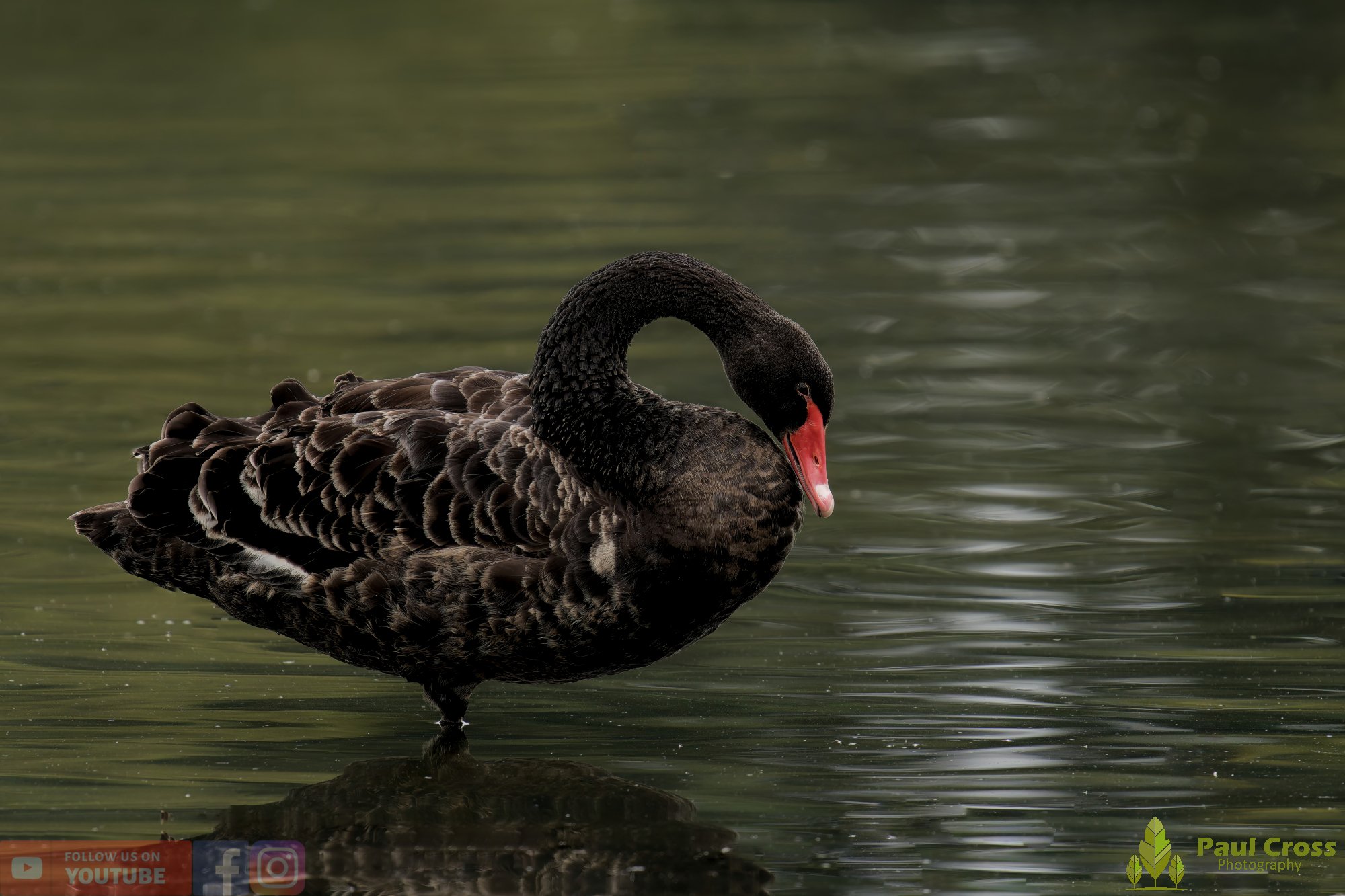 Black Swan-00014.jpg