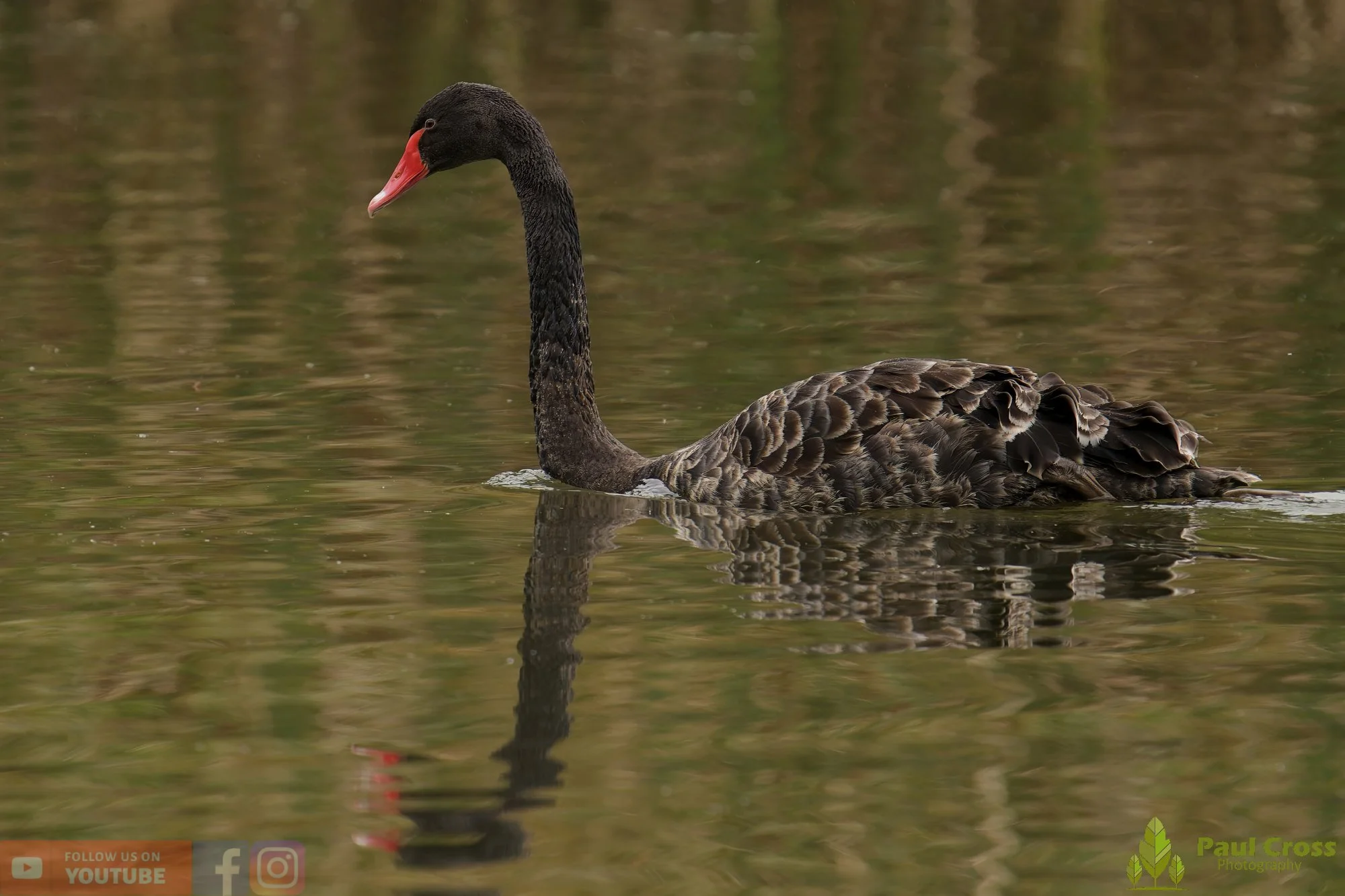 Black Swan-00015.jpg