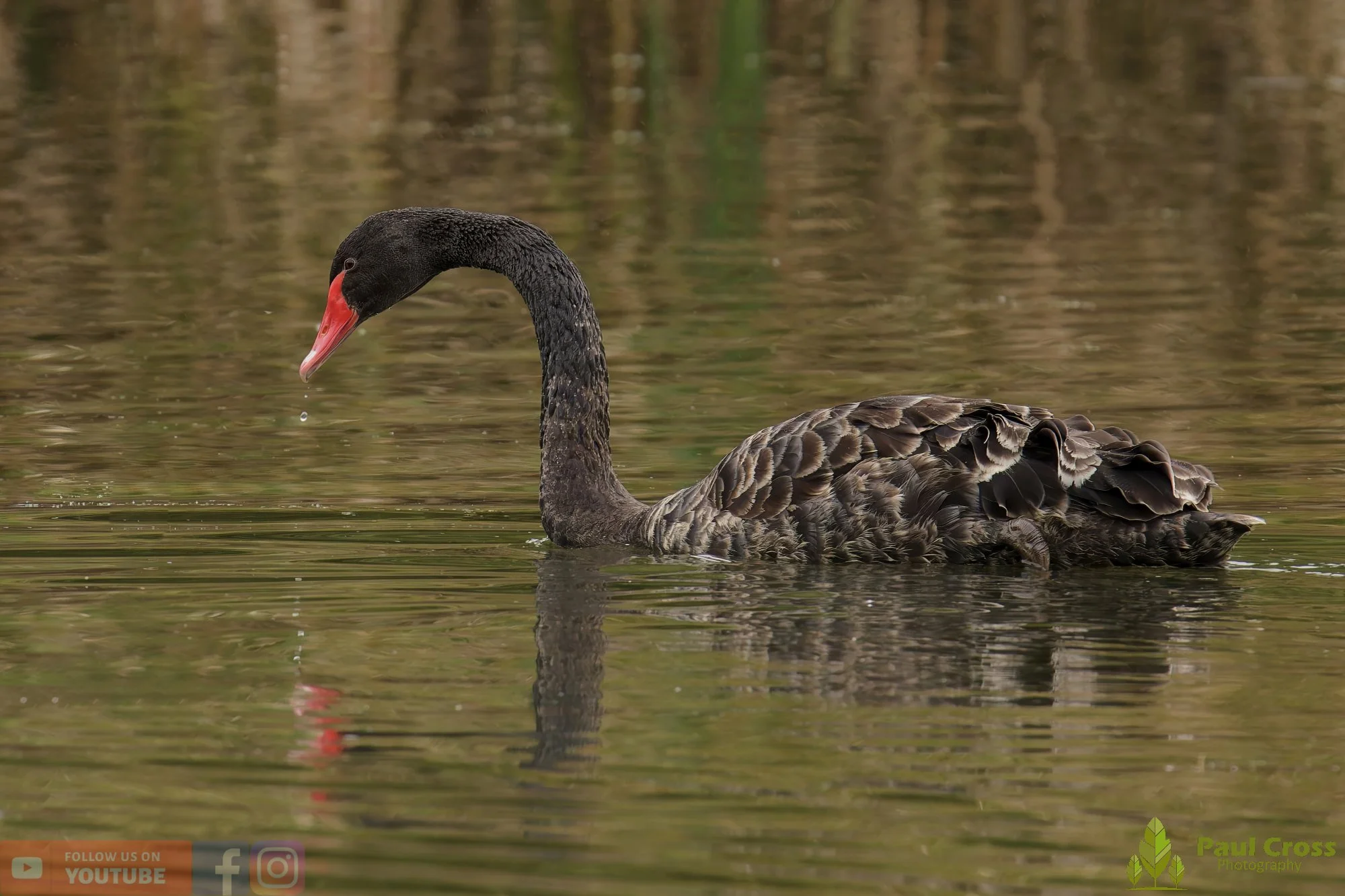 Black Swan-00016.jpg