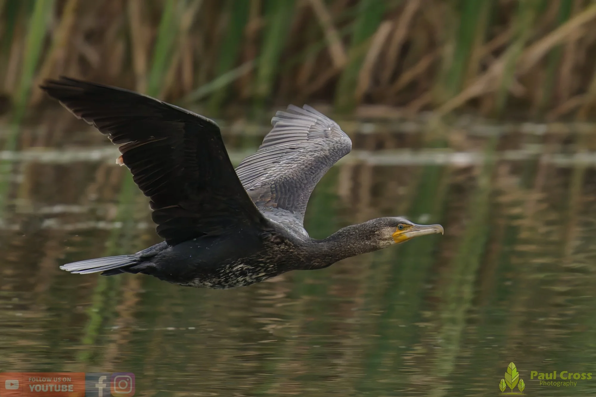 Cormorant-00330.jpg