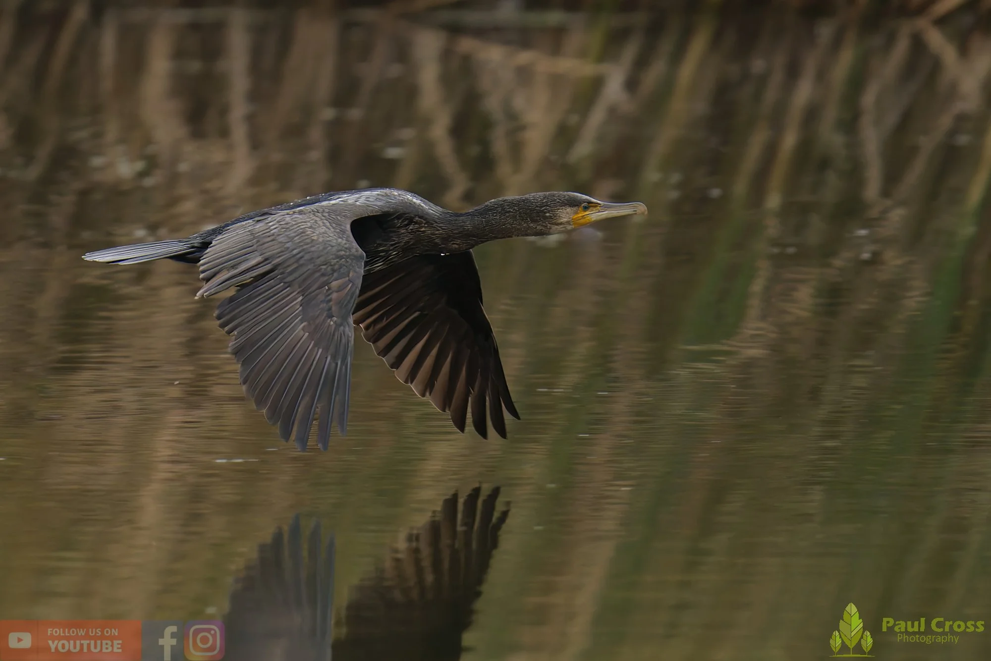 Cormorant-00332.jpg