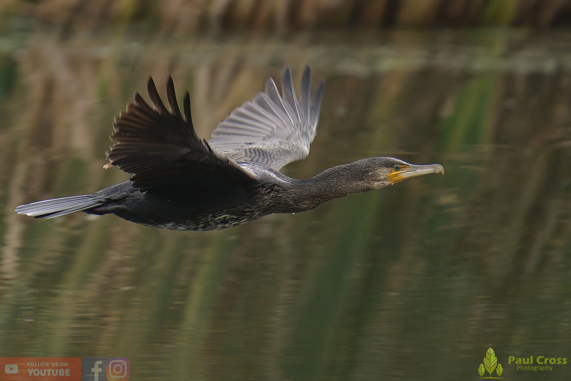 Cormorant-00333.jpg