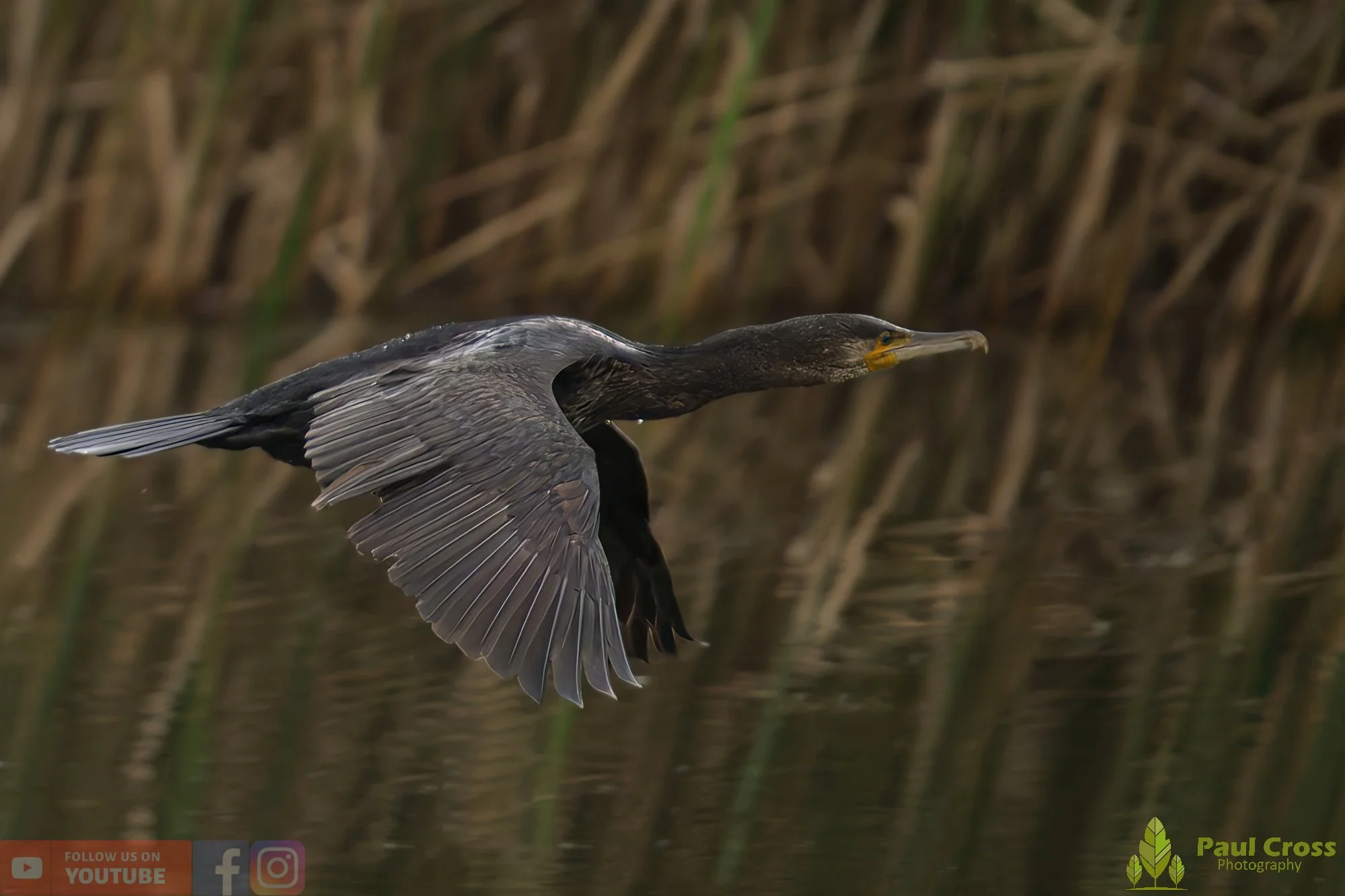 Cormorant-00334.jpg