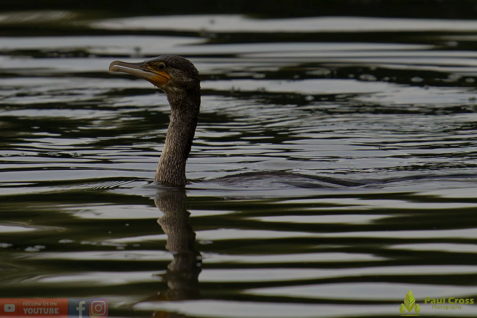 Cormorant-00335.jpg