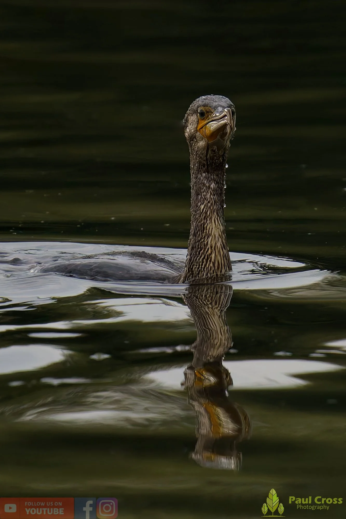 Cormorant-00336.jpg