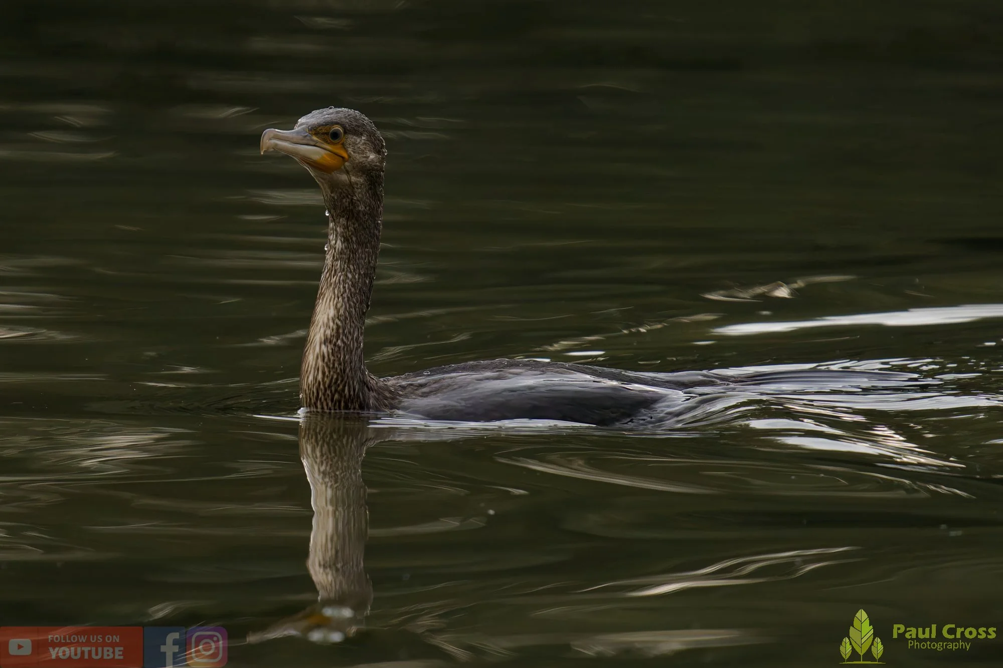 Cormorant-00338.jpg