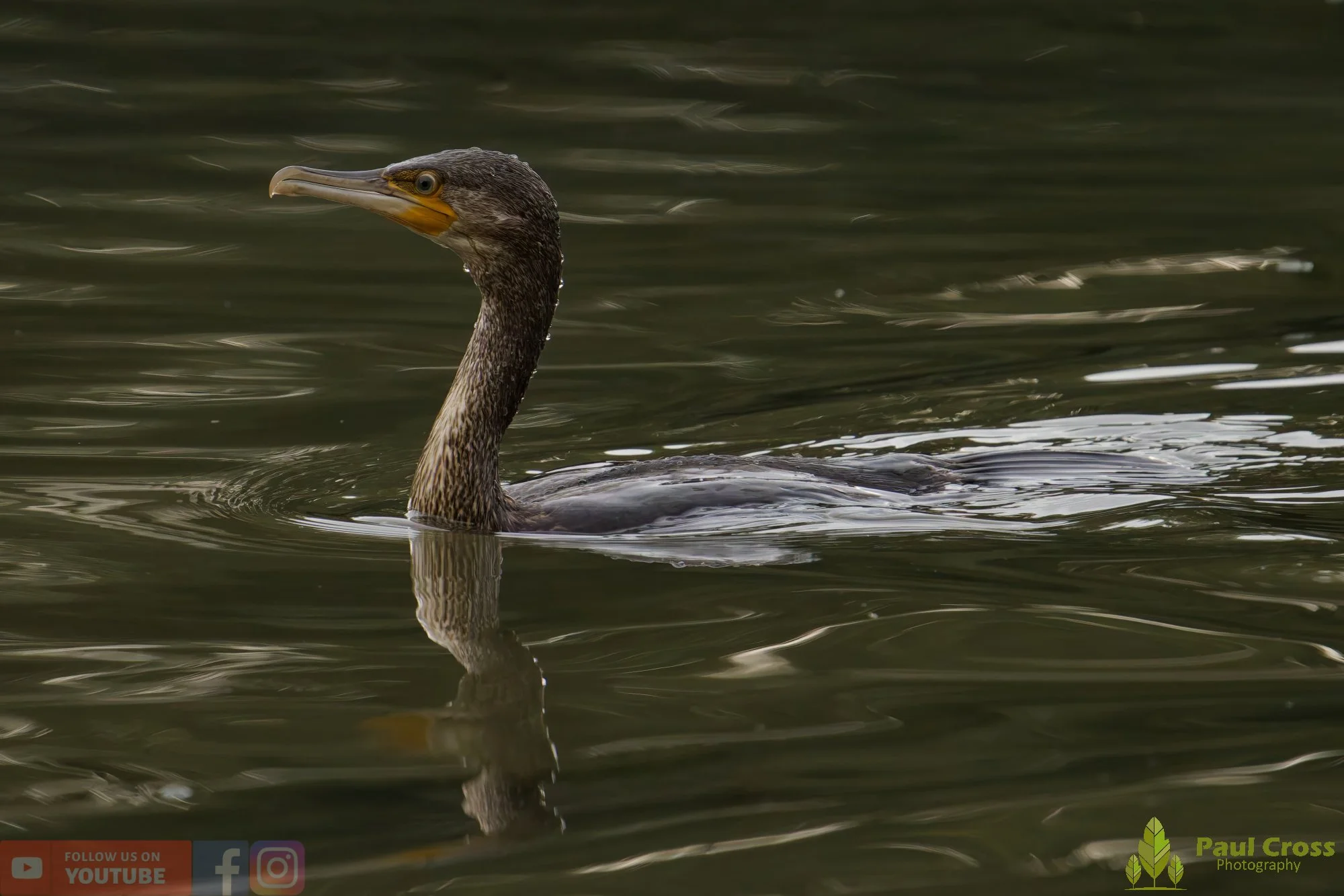 Cormorant-00339.jpg