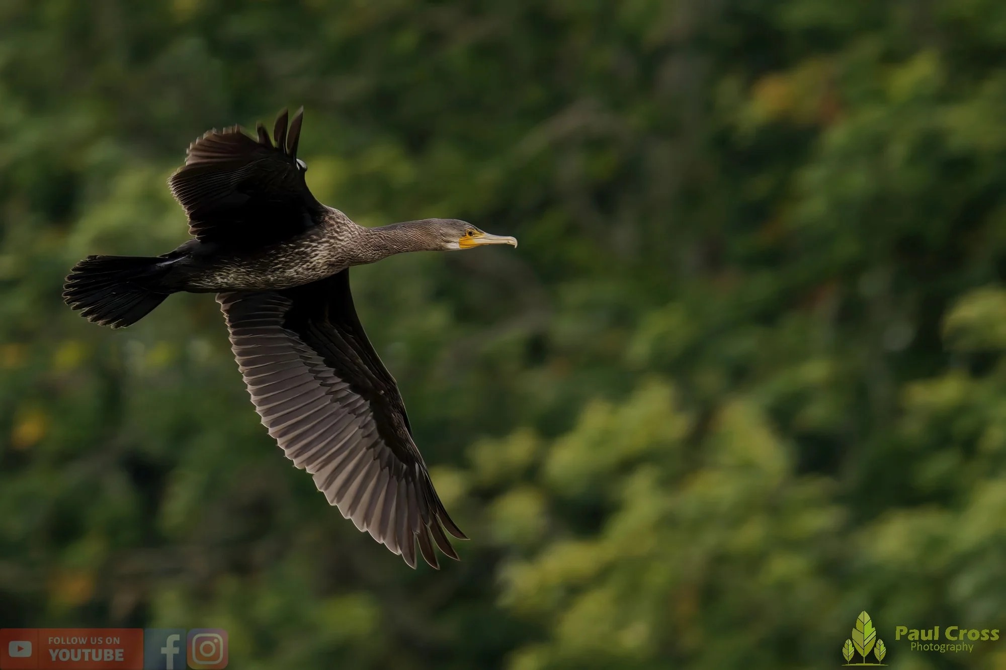 Cormorant-00340.jpg