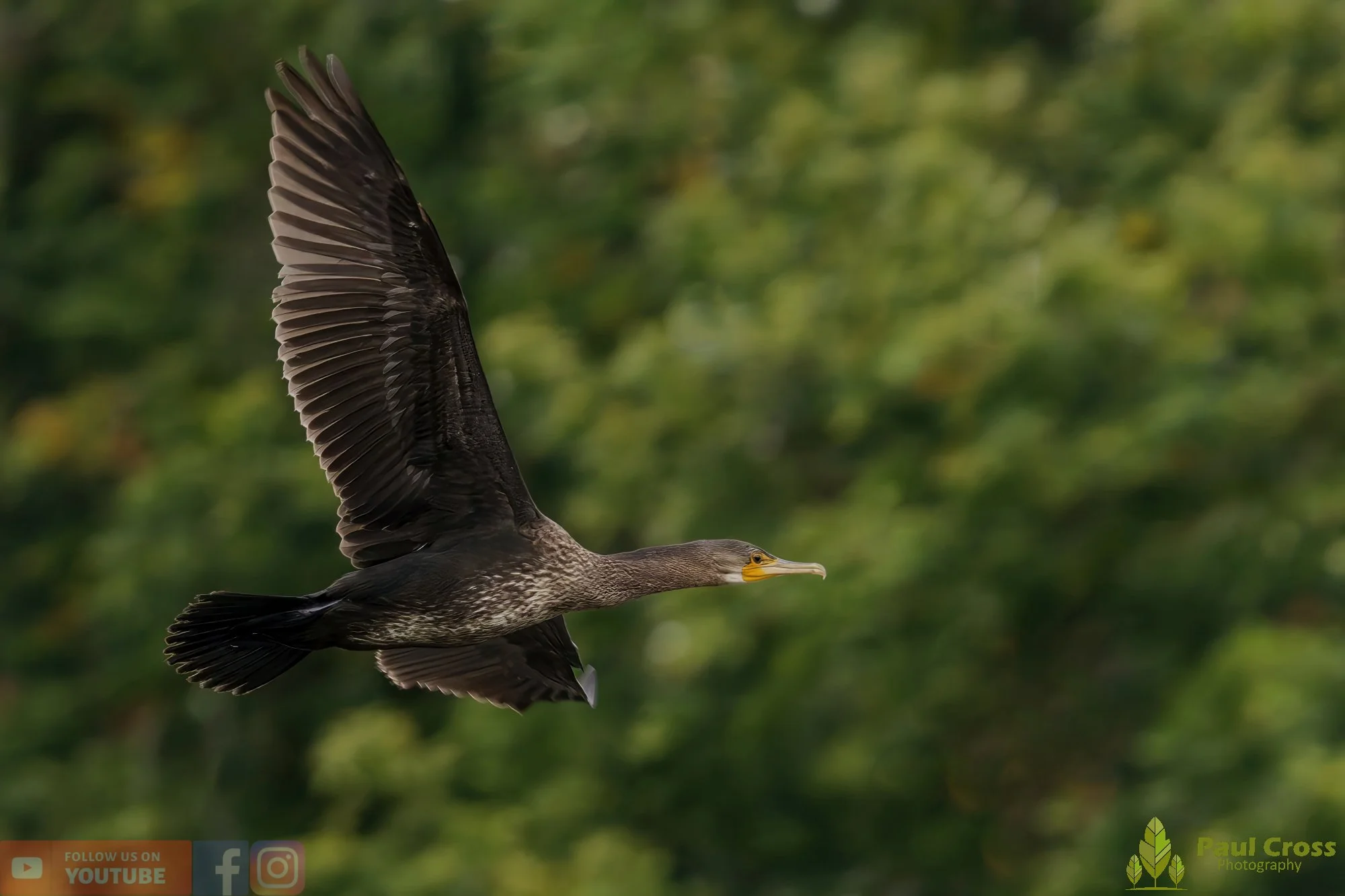 Cormorant-00341.jpg