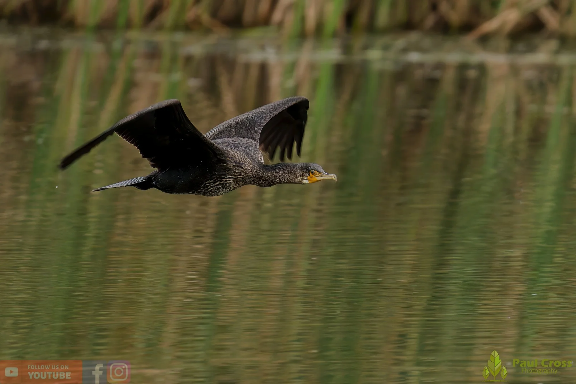 Cormorant-00342.jpg
