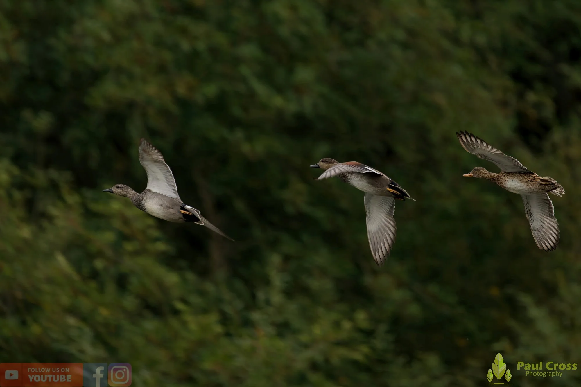 Gadwall-00263.jpg