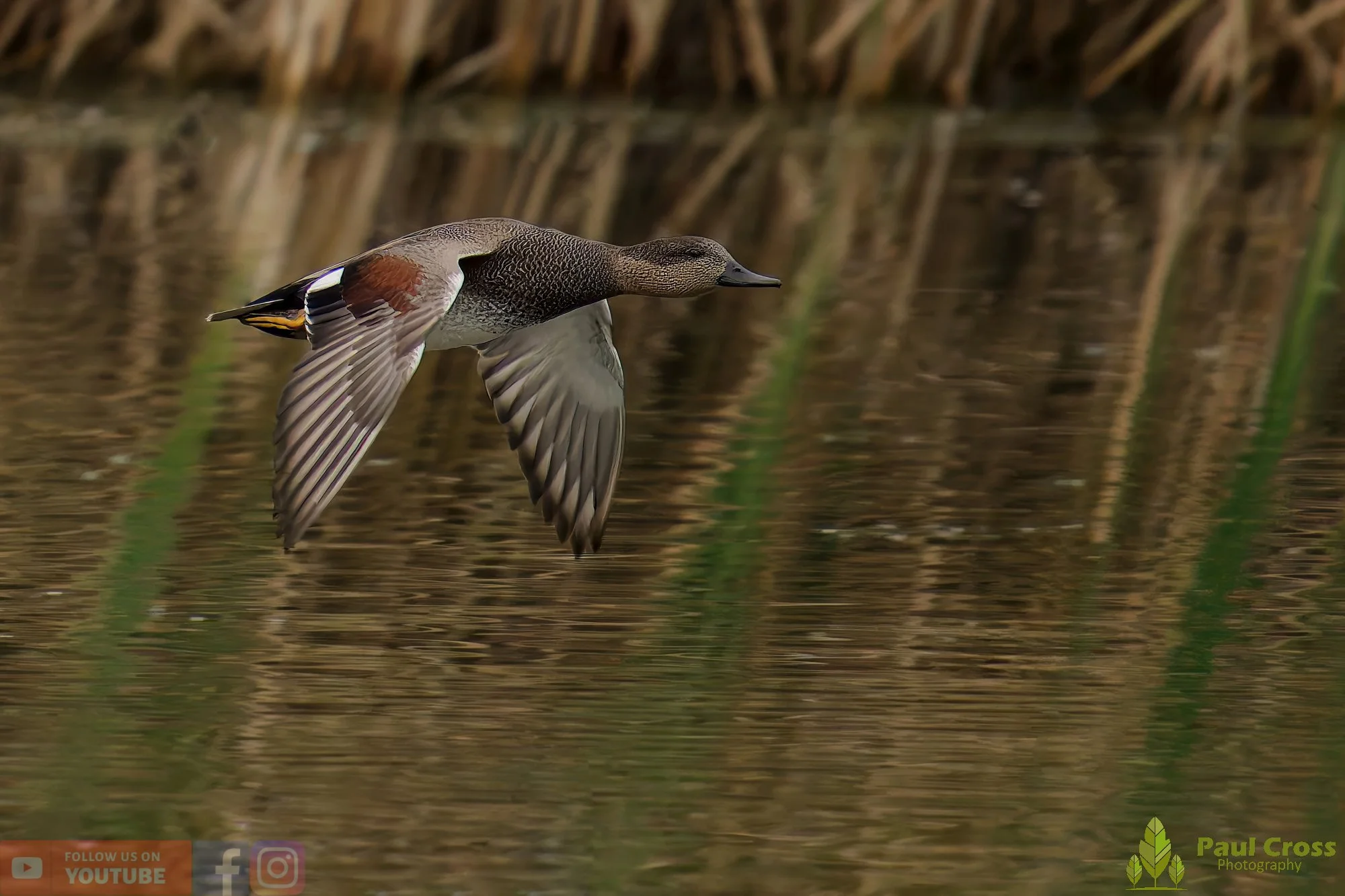 Gadwall-00264.jpg