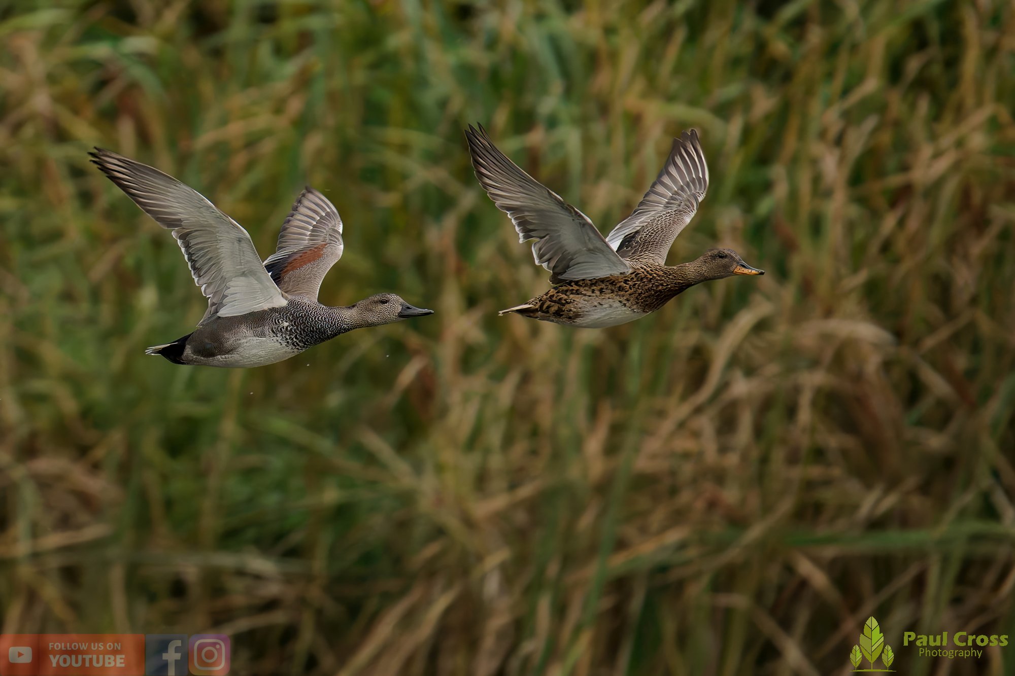 Gadwall-00265.jpg