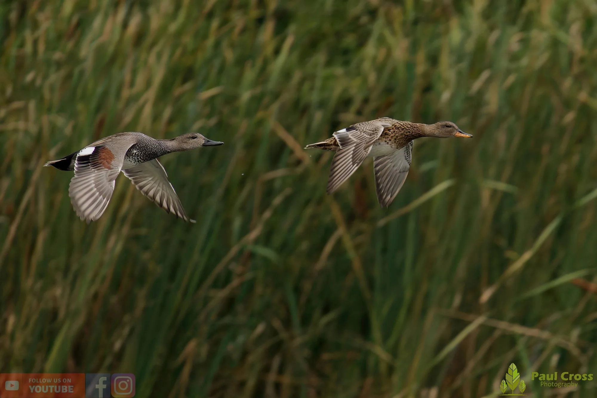 Gadwall-00266.jpg