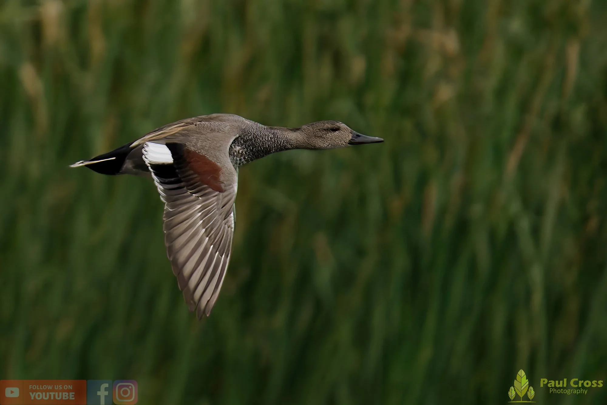 Gadwall-00267.jpg