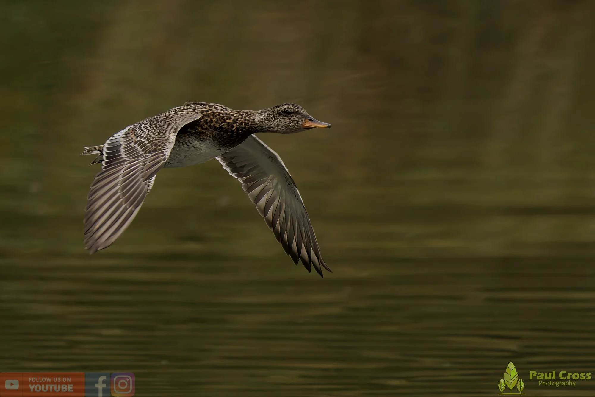 Gadwall-00268.jpg