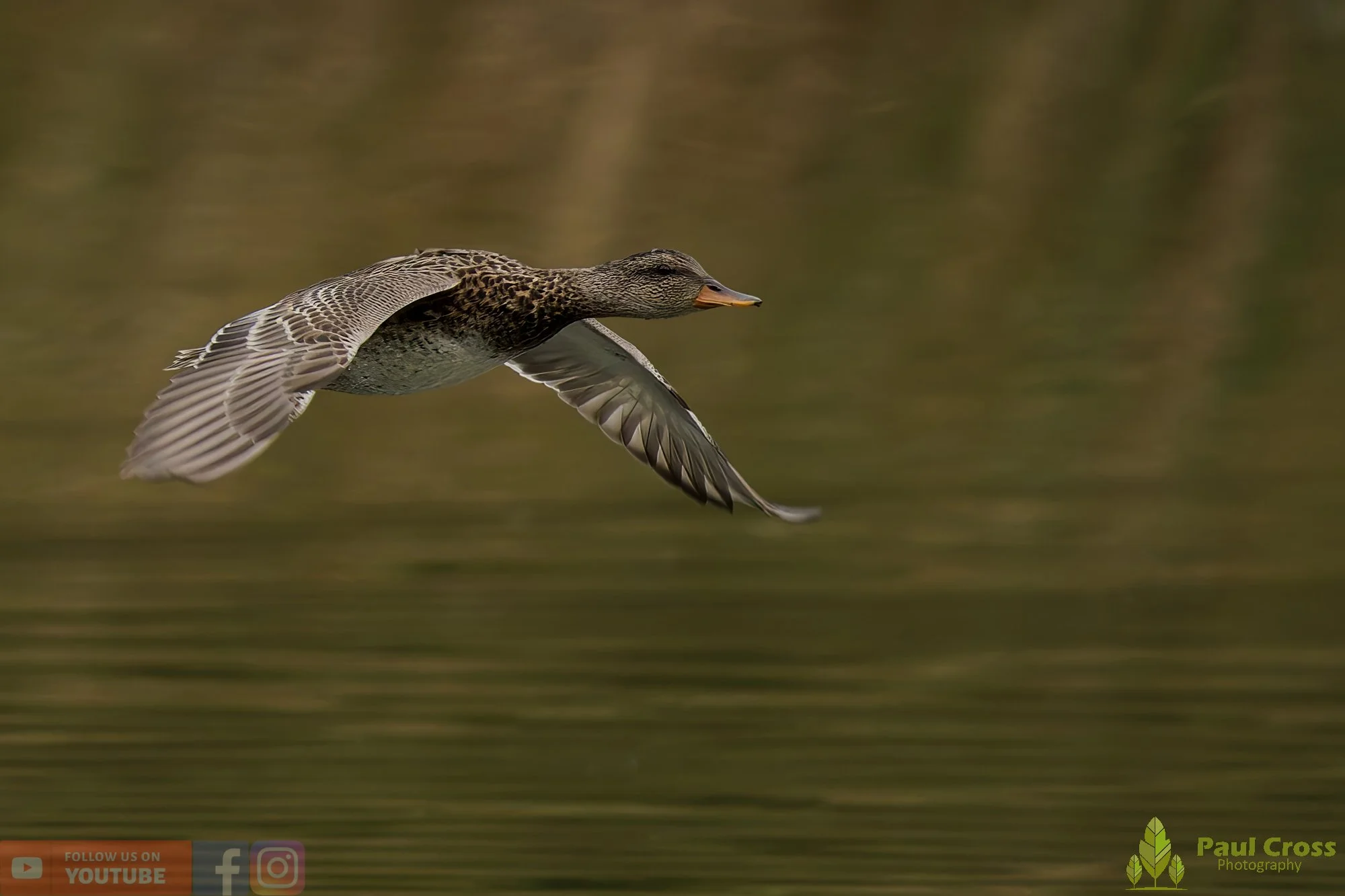 Gadwall-00269.jpg