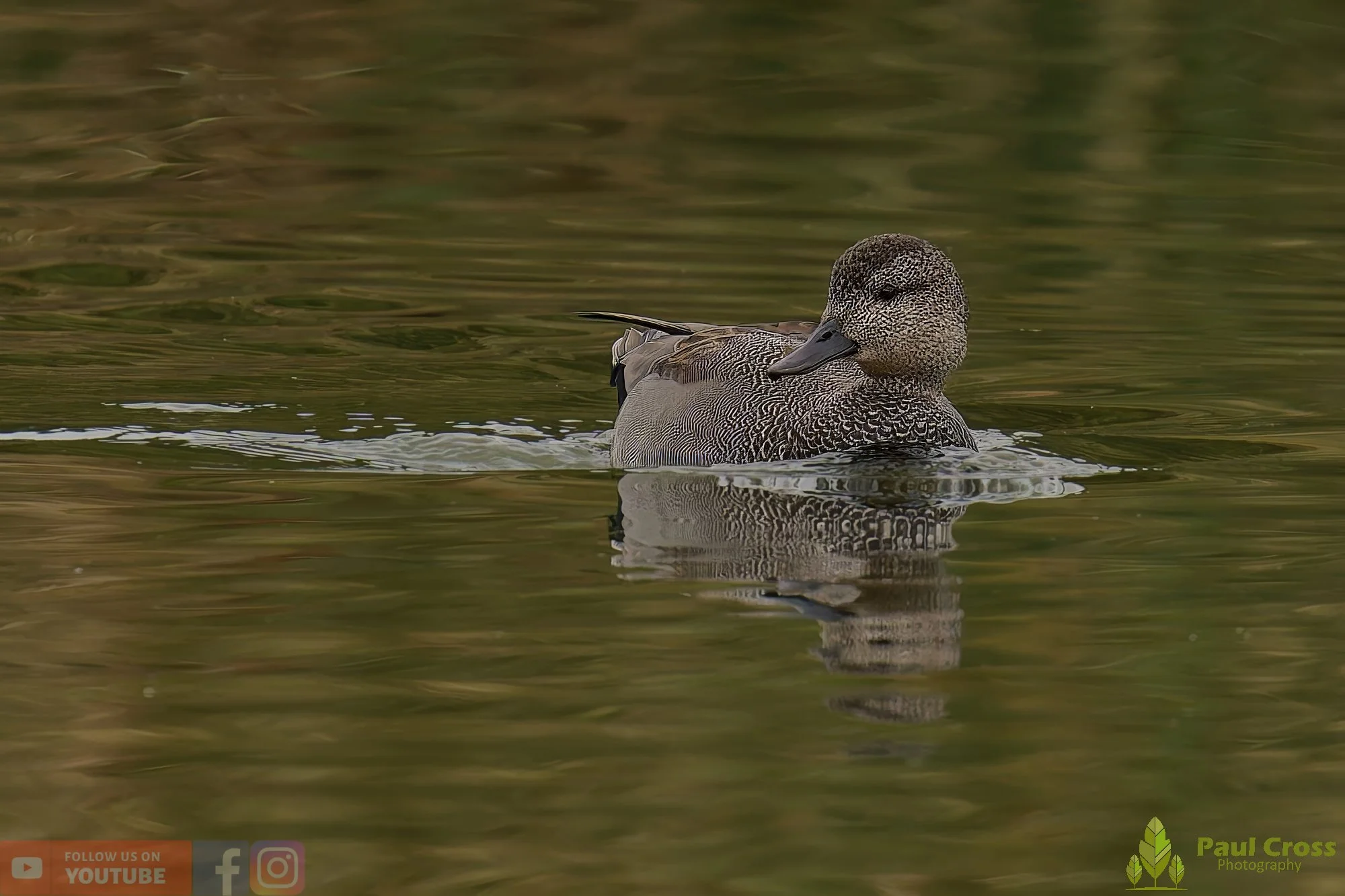 Gadwall-00270.jpg