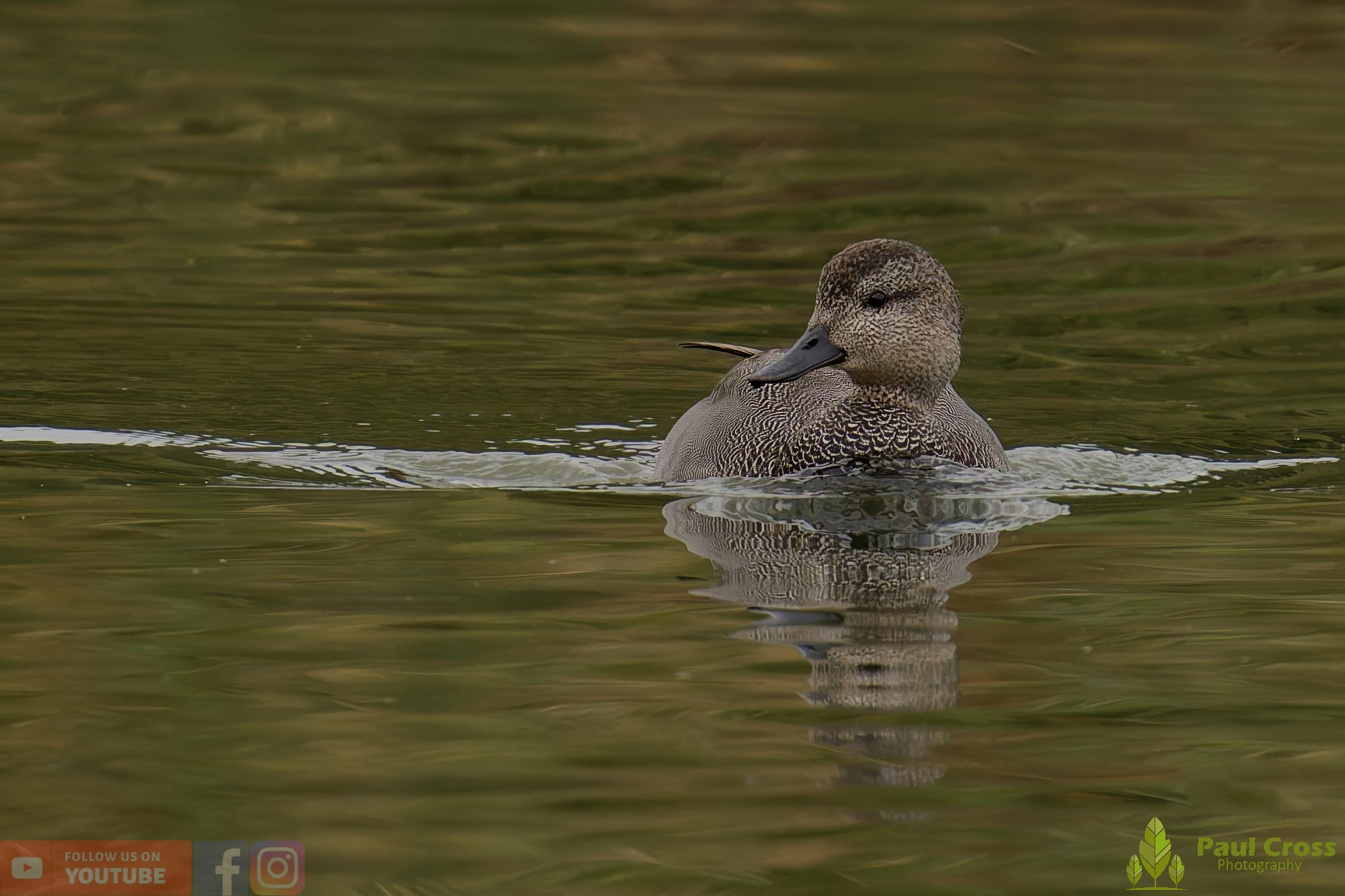 Gadwall-00271.jpg