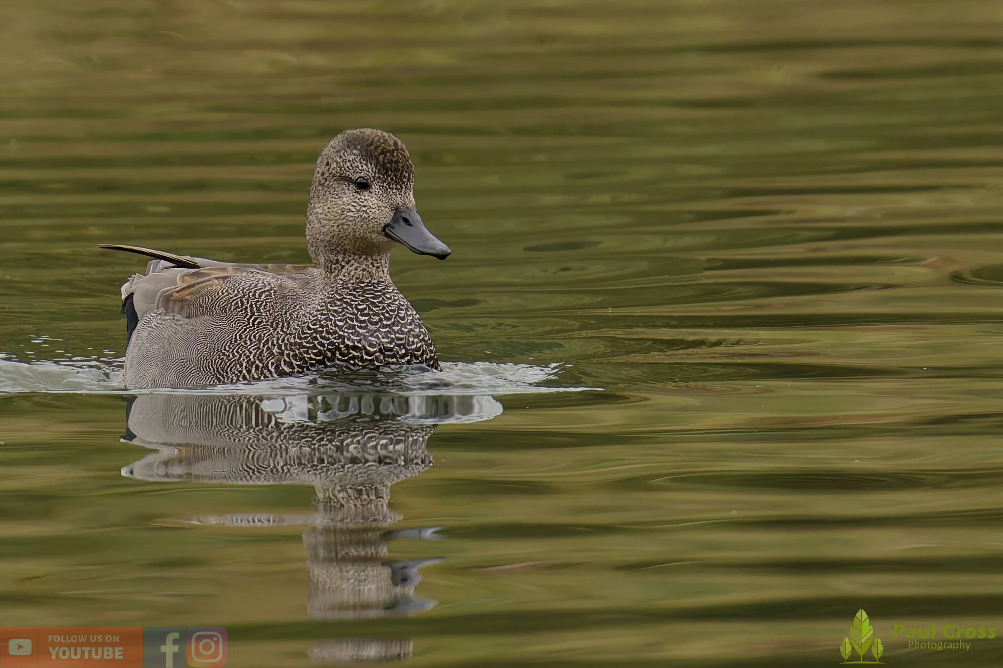 Gadwall-00272.jpg