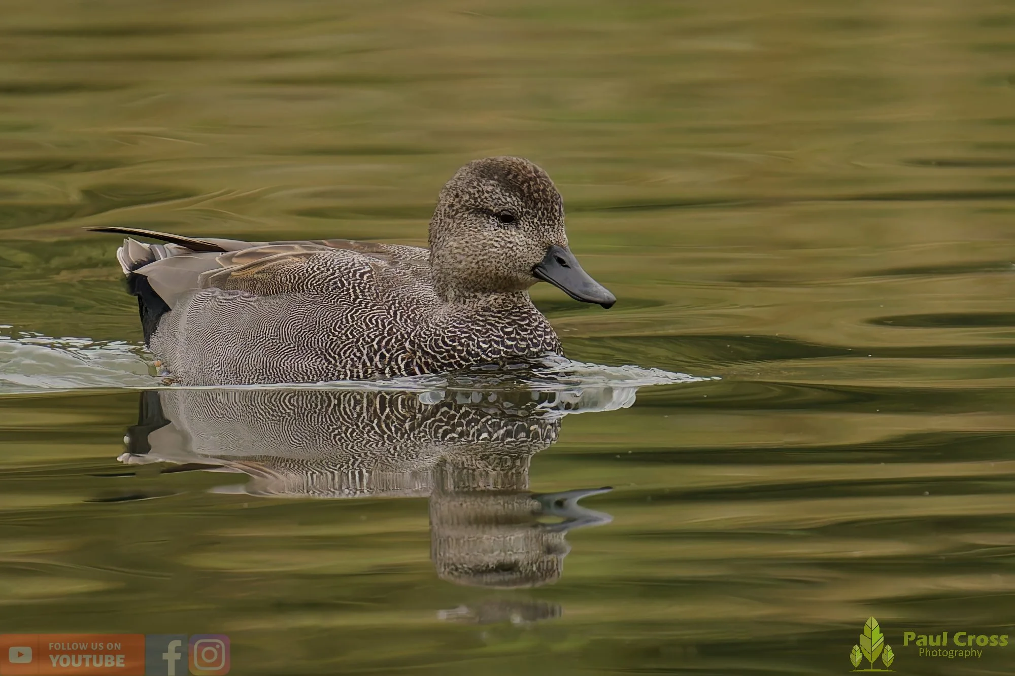Gadwall-00273.jpg