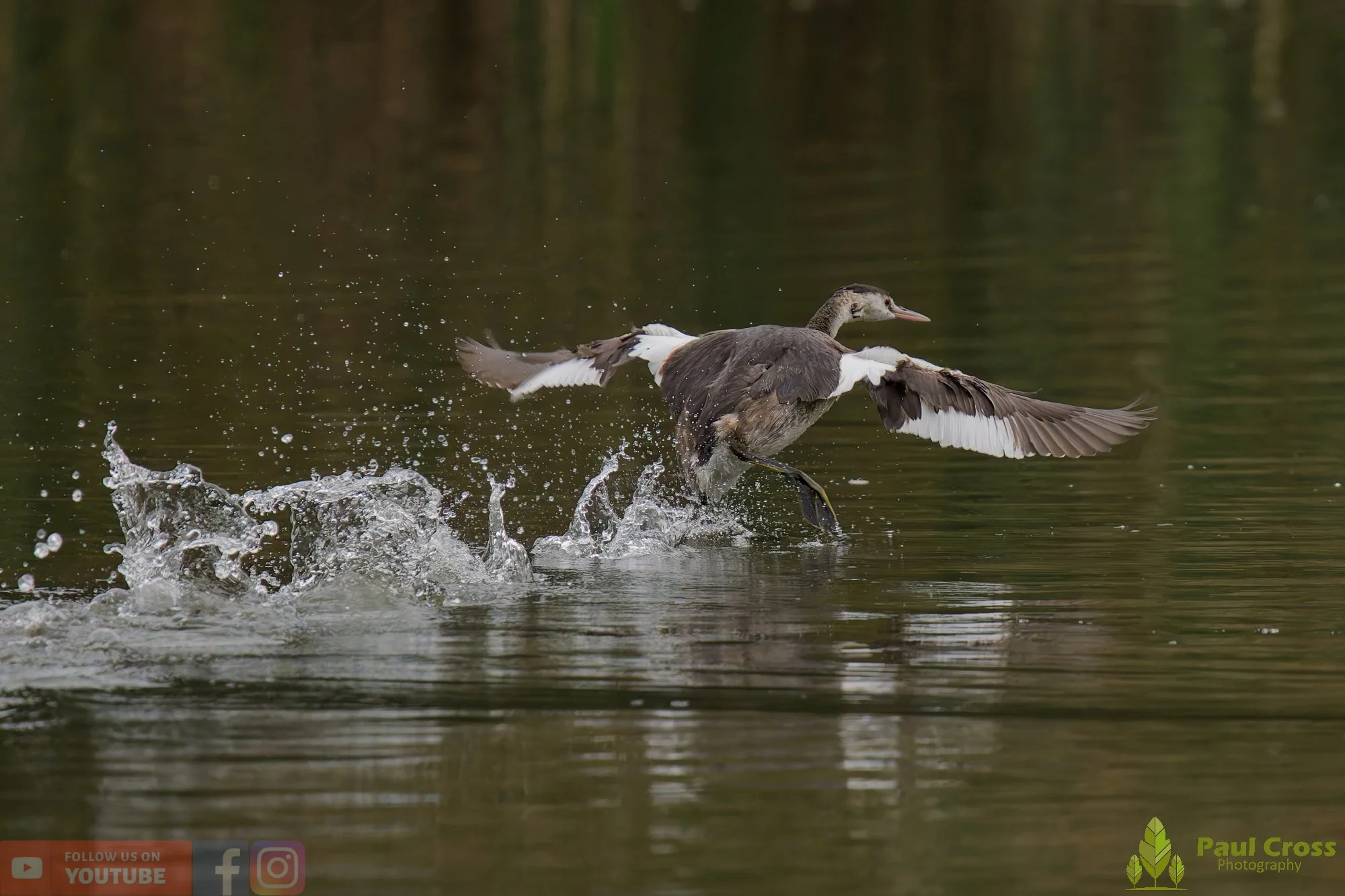 Great Crested Grebe-00965.jpg