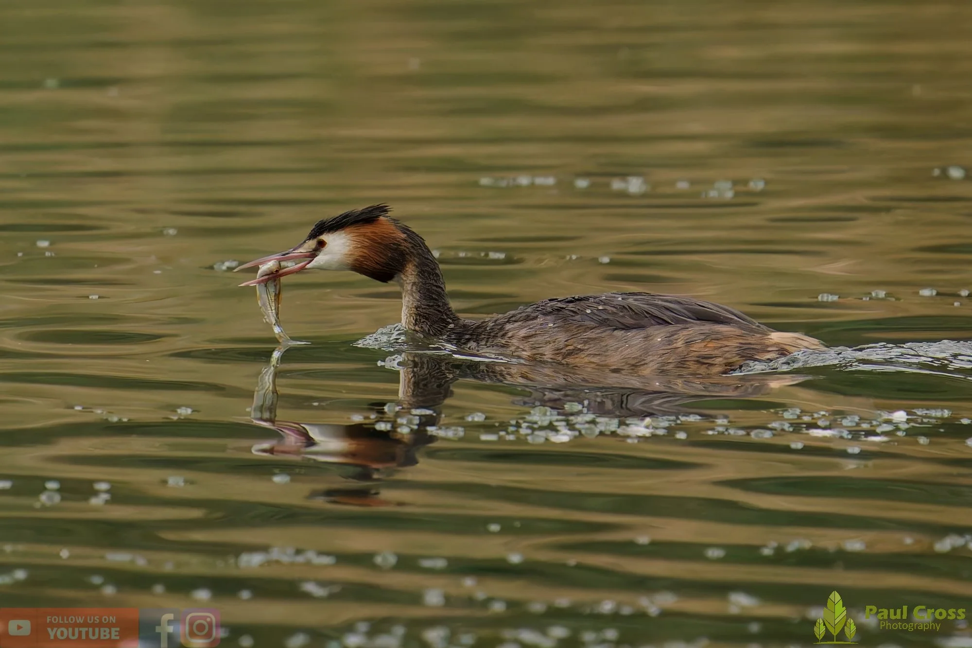 Great Crested Grebe-00966.jpg